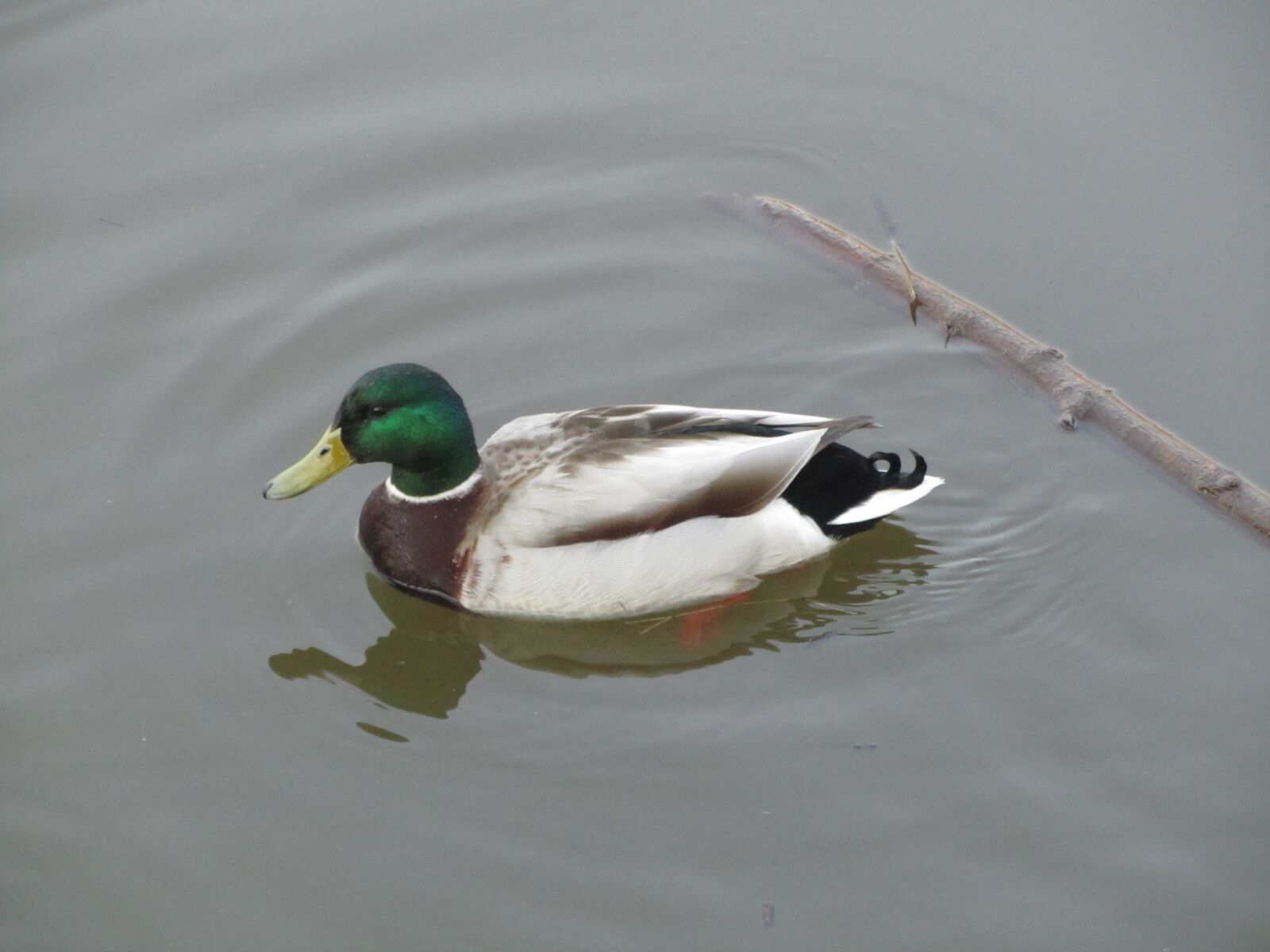 Canon PowerShot SX210 IS sample photo. Duck, water, river photography