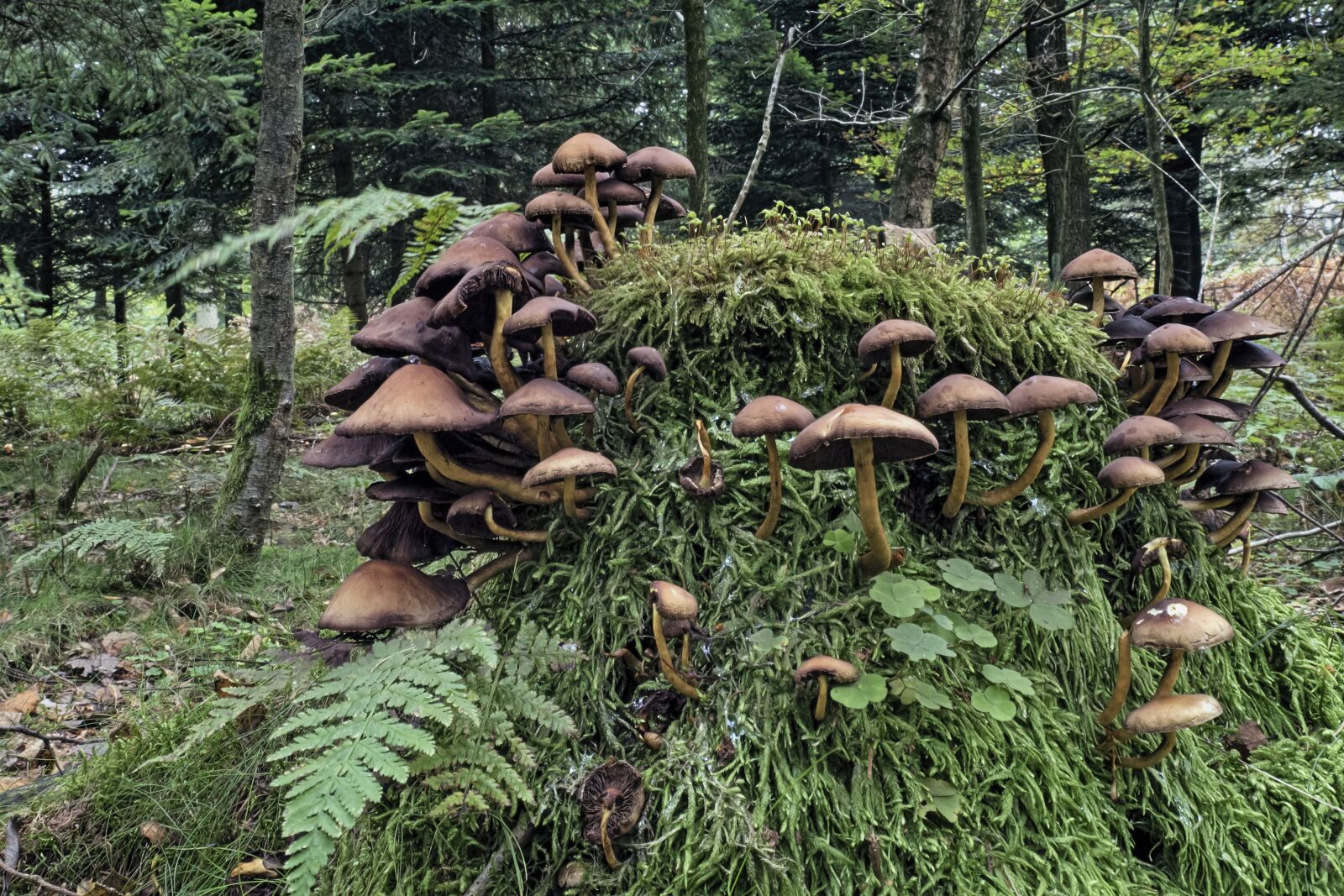 Olympus OM-D E-M5 II + Olympus M.Zuiko Digital ED 12-40mm F2.8 Pro sample photo. Mushrooms, mushroom colony, nature photography