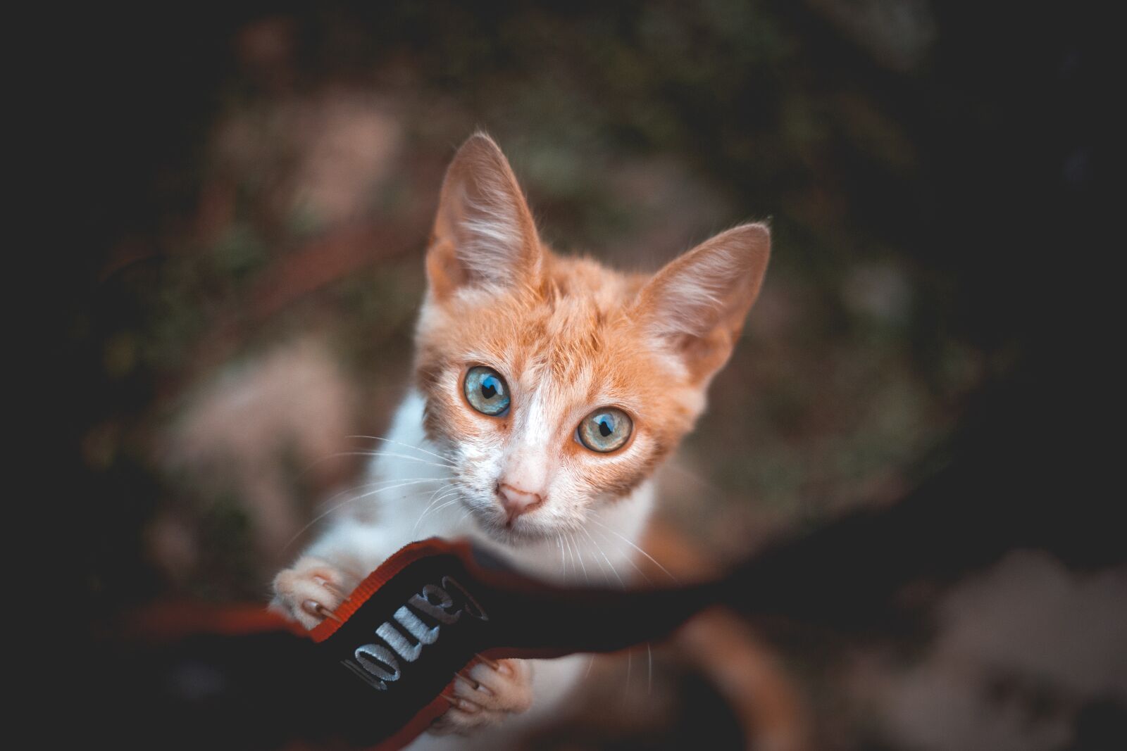 Canon EOS 6D + Canon EF 50mm F1.8 STM sample photo. Cat, vintage, blue eyes photography