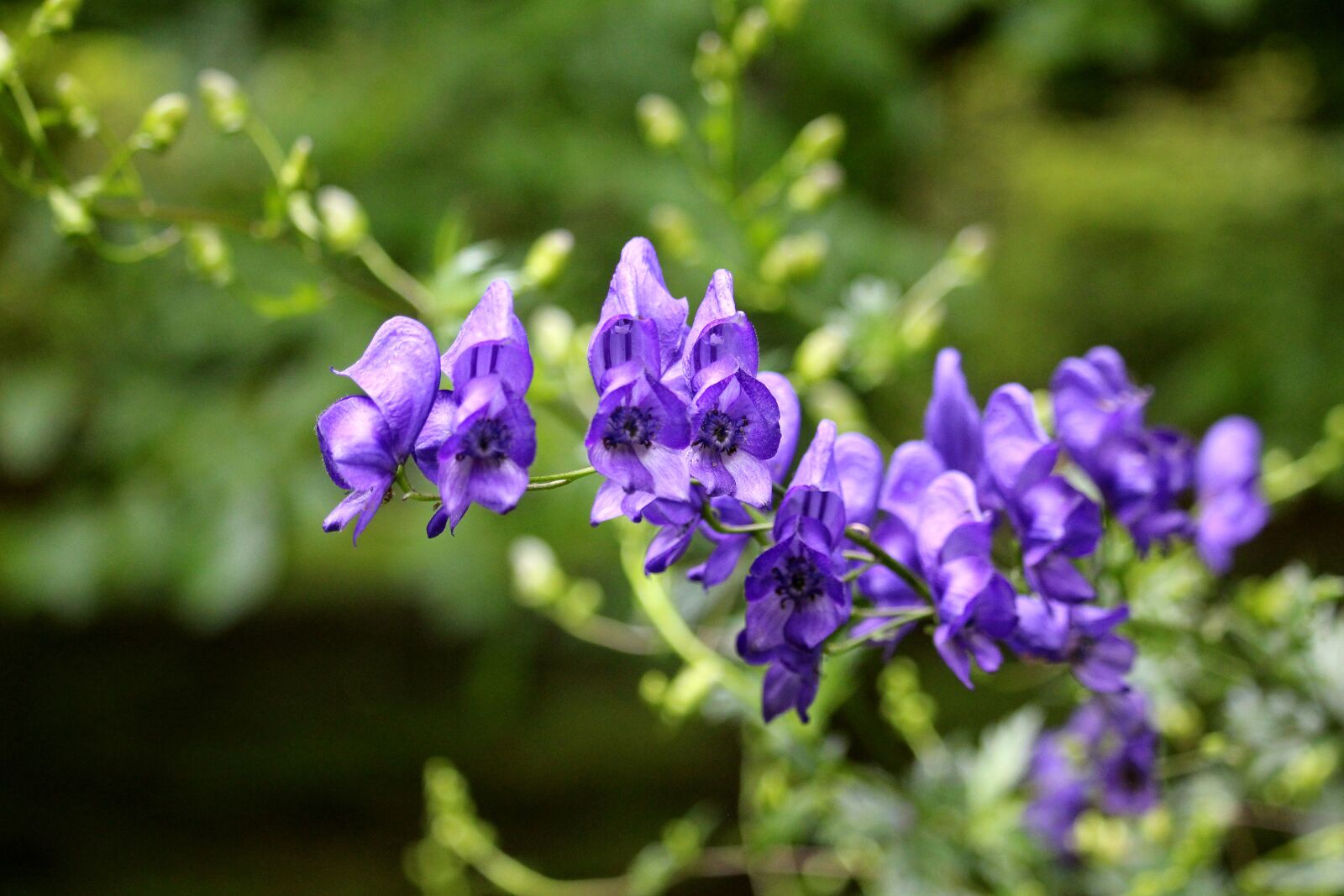 Canon EF-S 55-250mm F4-5.6 IS STM sample photo. Blossom, bloom, blue photography