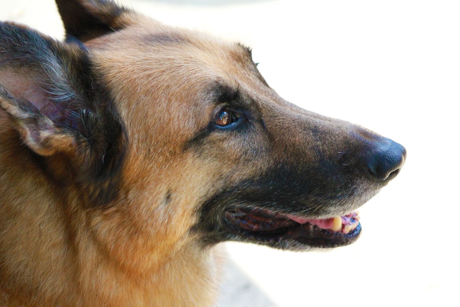 Canon EOS 550D (EOS Rebel T2i / EOS Kiss X4) sample photo. Dog, german, shepherd photography