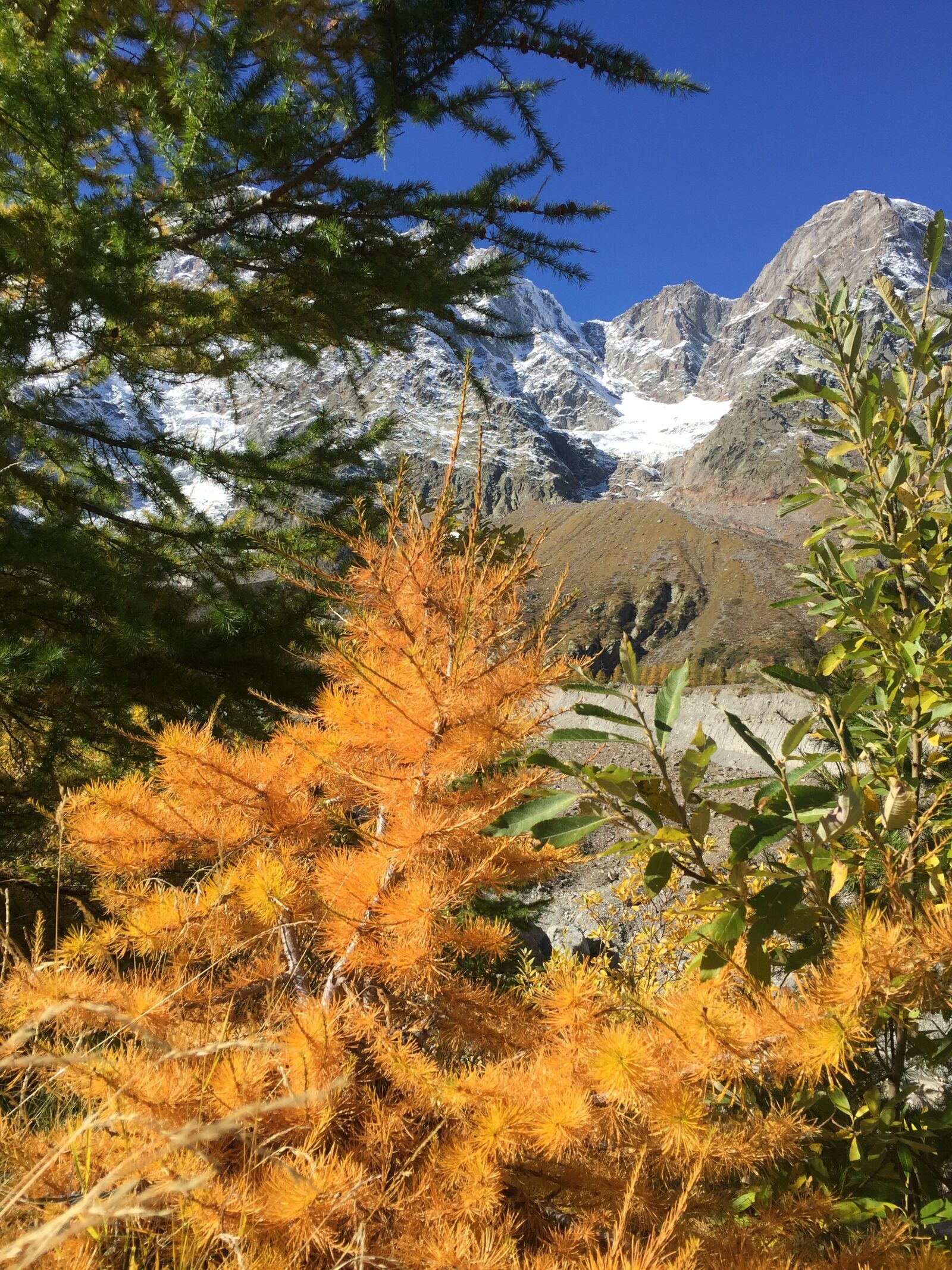 iPhone 6 back camera 4.15mm f/2.2 sample photo. Trees, landscape, nature photography