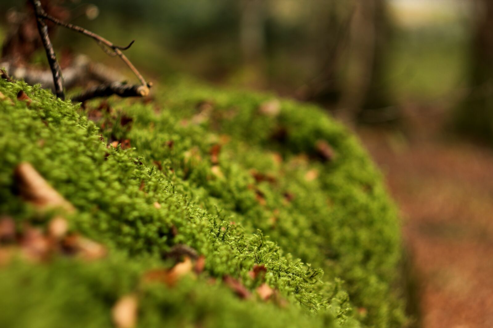 Canon EOS 550D (EOS Rebel T2i / EOS Kiss X4) sample photo. Depth of field, musk photography