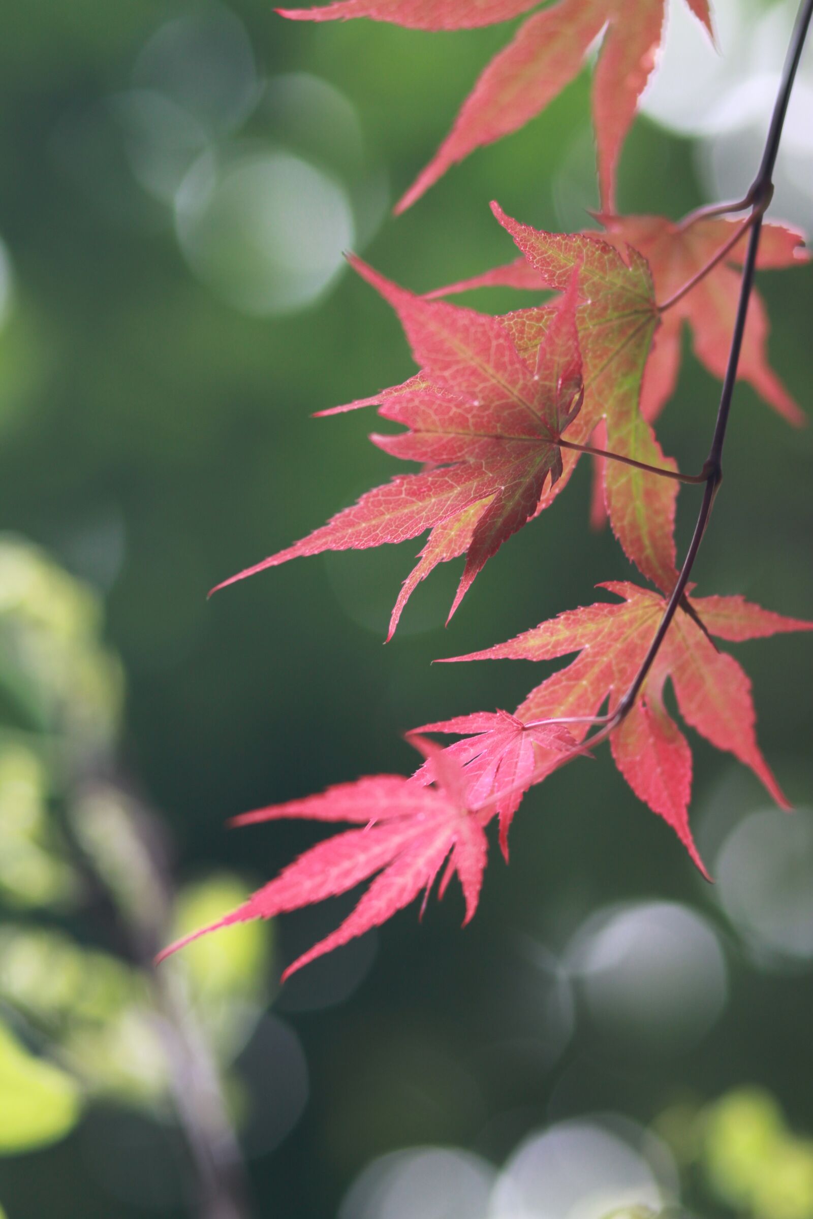 Canon EOS 500D (EOS Rebel T1i / EOS Kiss X3) sample photo. Nature, plants, wood photography