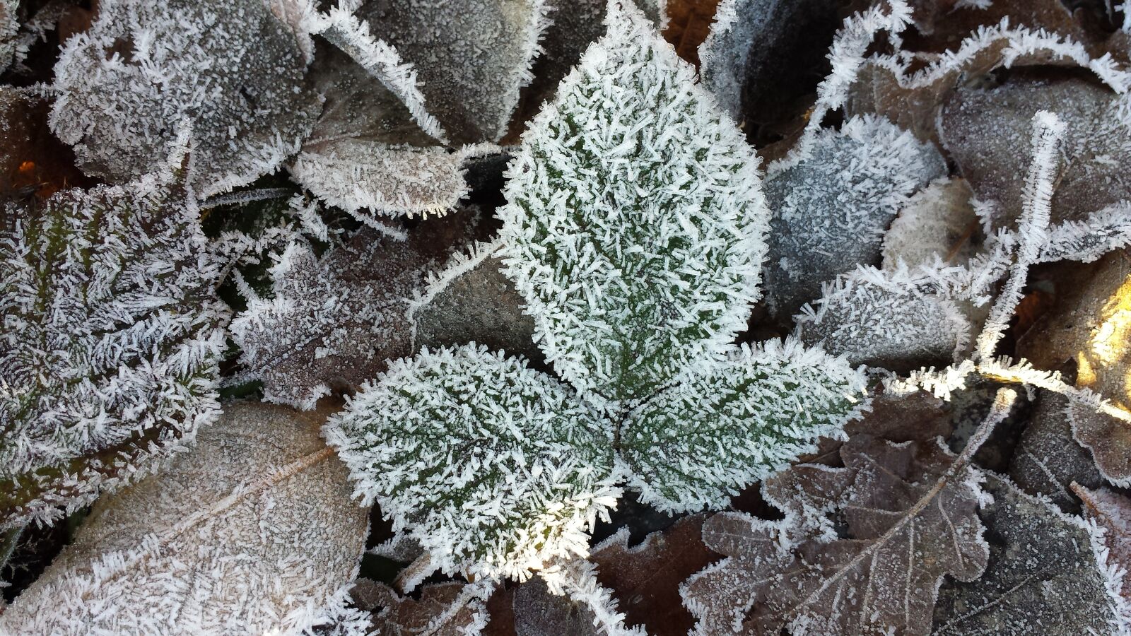Samsung Galaxy S4 sample photo. Frost, hoarfrost, leaf photography