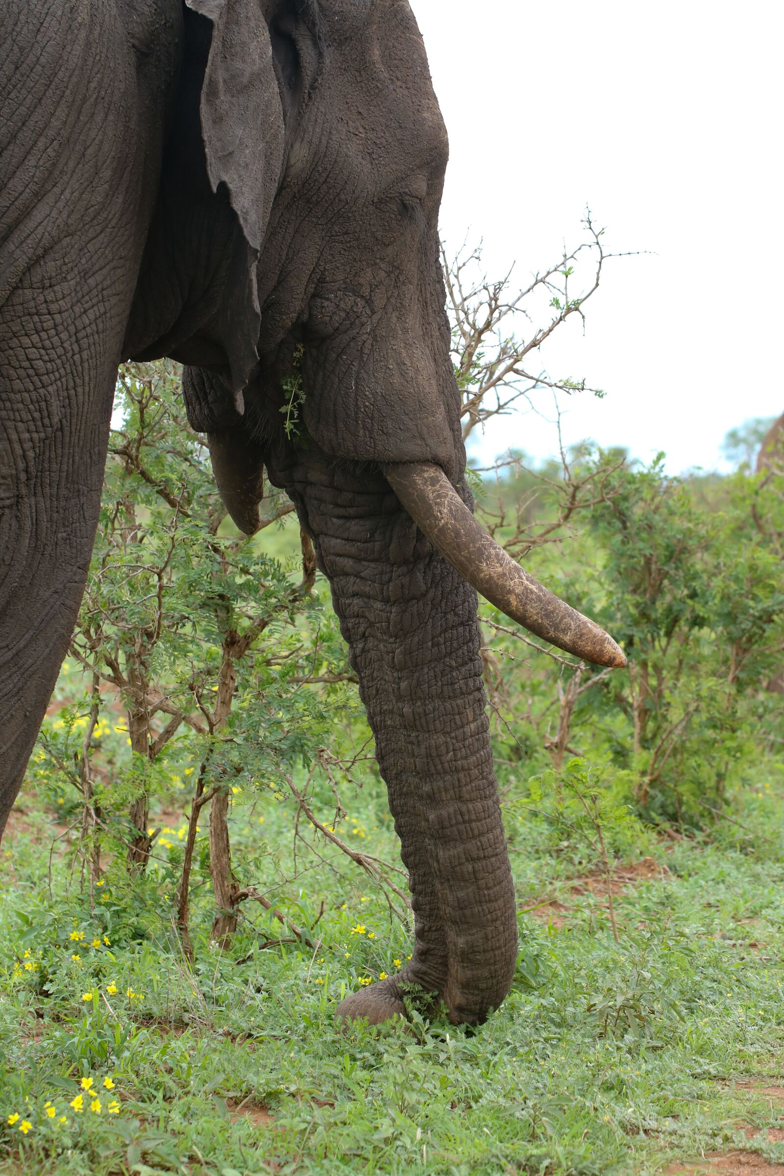 Canon EF 100mm F2.8L Macro IS USM sample photo. Elephant, trunk, strong photography