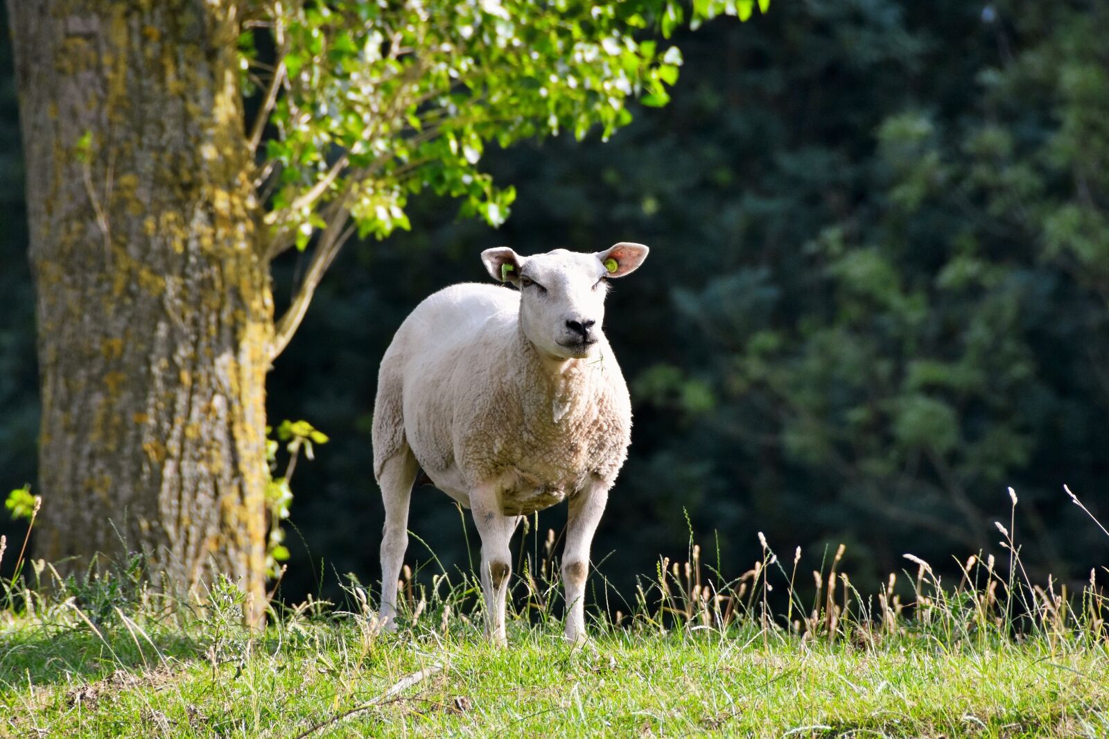 Nikon D7200 sample photo. Sheep, animal, netherlands photography