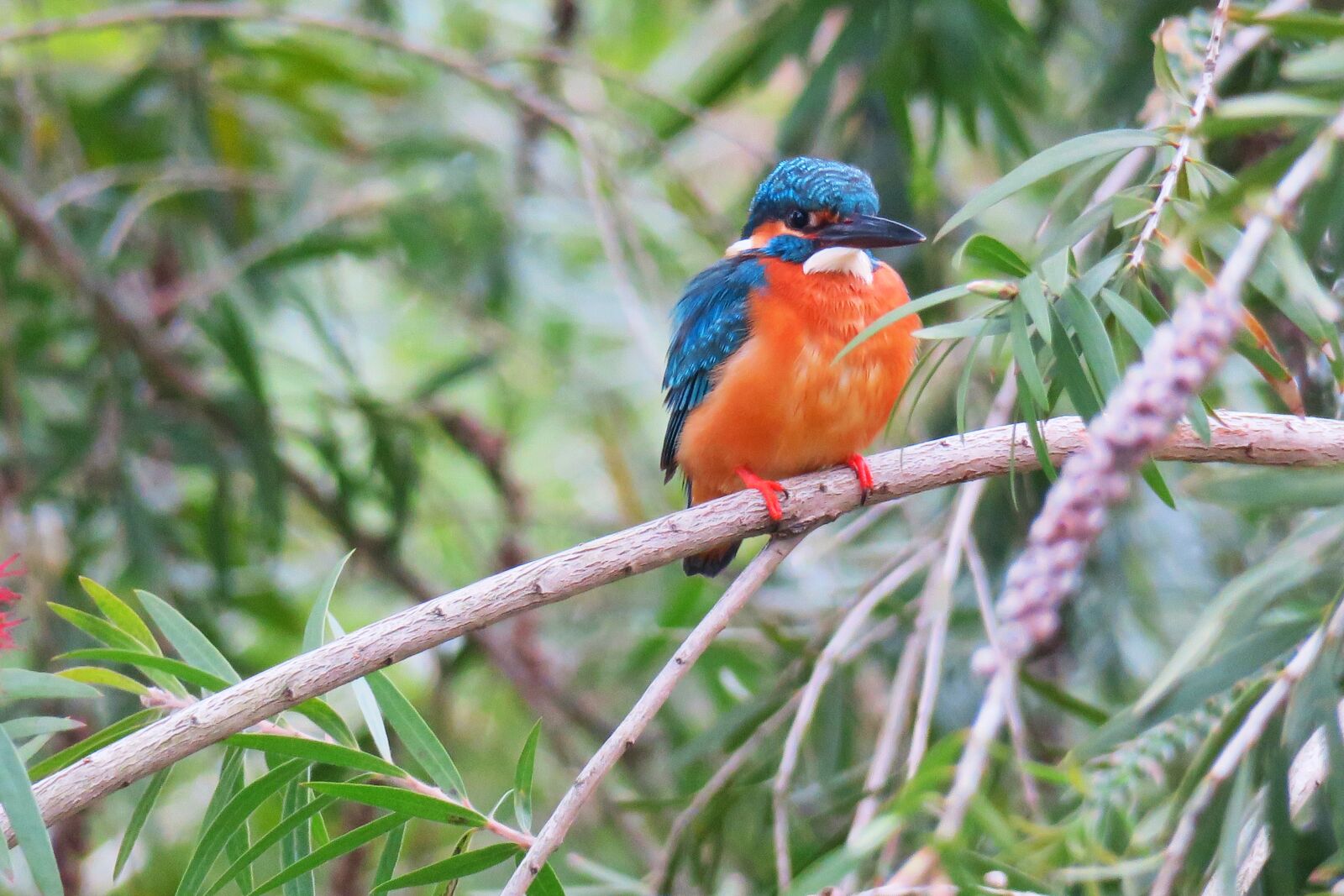 Canon PowerShot G3 X sample photo. Kingfisher, bird, nature photography