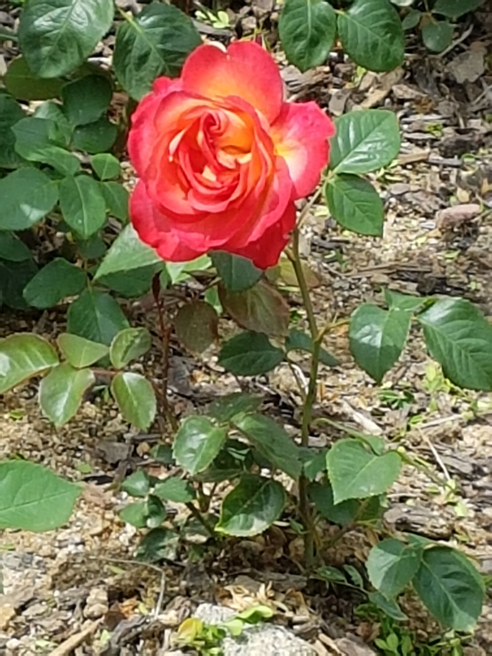 Samsung Galaxy S7 sample photo. Orange flowers, rose flowers photography