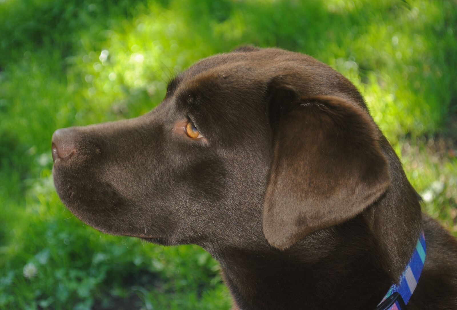 Nikon D3000 sample photo. Chocolate, labrador, dog photography