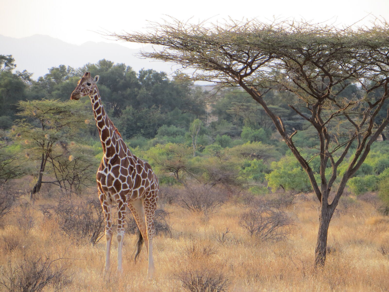 Canon PowerShot SX260 HS sample photo. Africa, giraffe, kenya photography