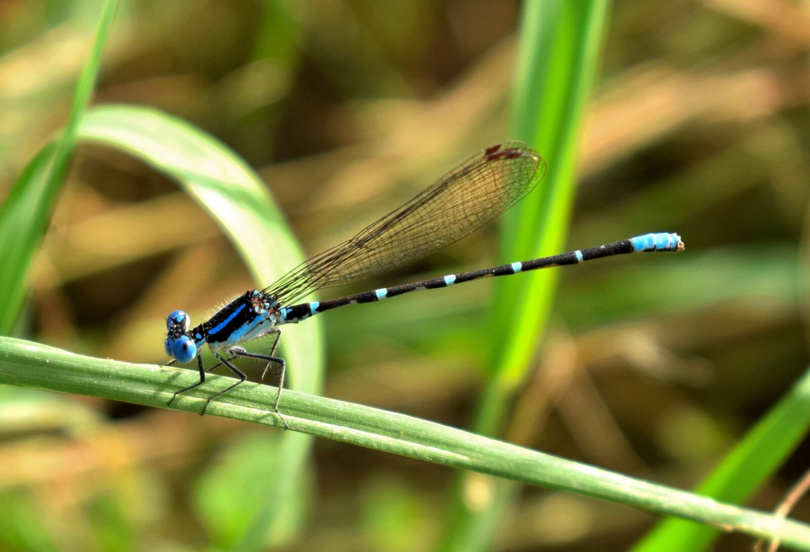 Nikon D5300 sample photo. Damselfly, familiar bluet, bluet photography