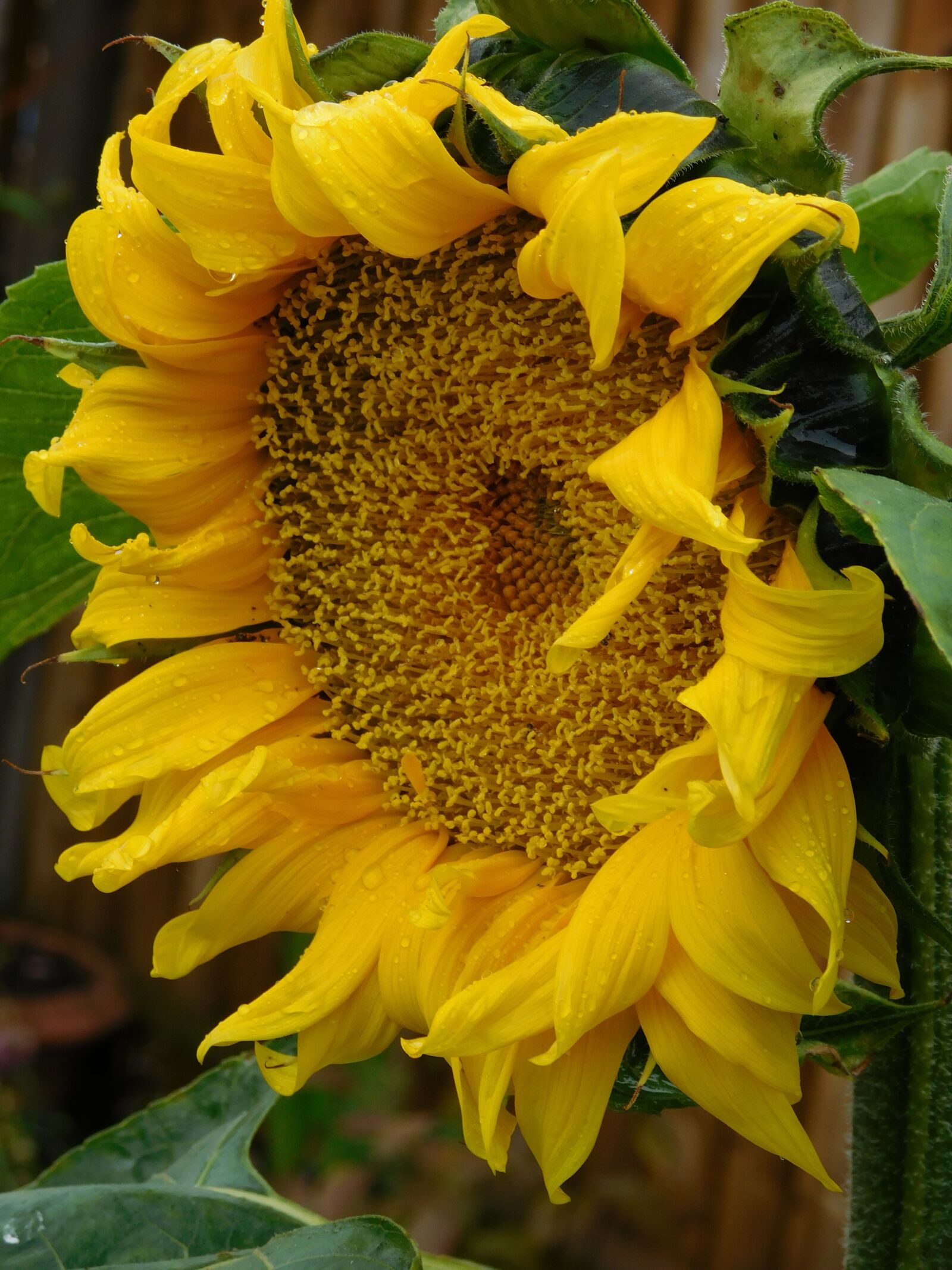 Nikon Coolpix L840 sample photo. Sunflower, garden, yellow photography