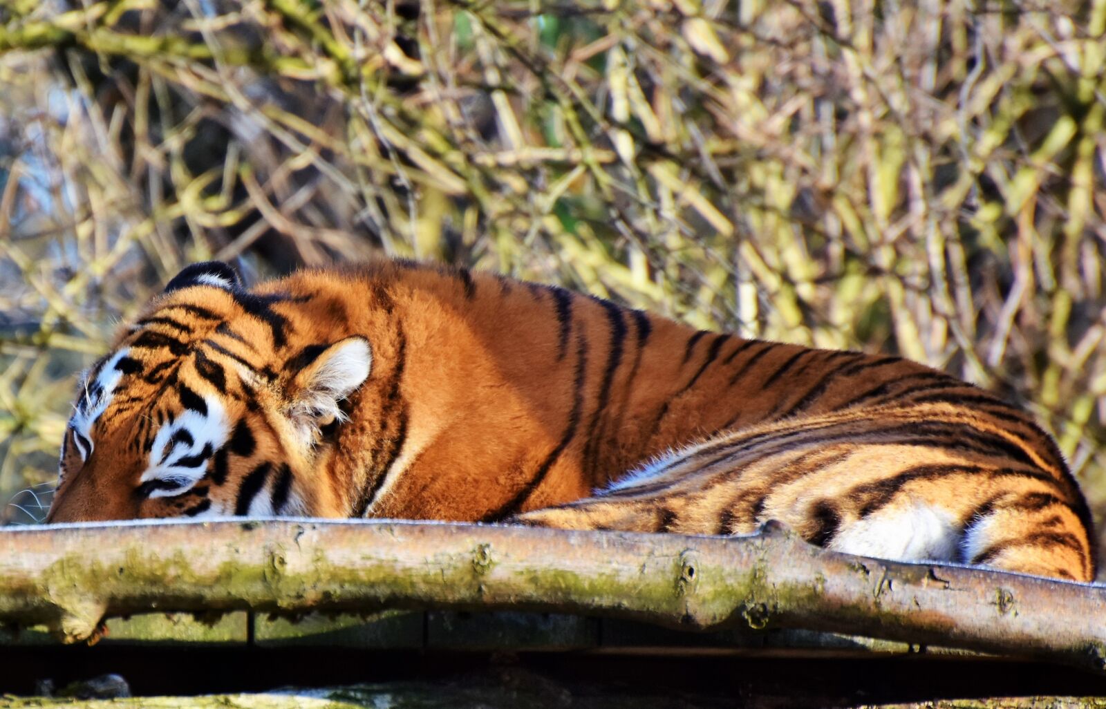 Nikon D7200 sample photo. Tiger, big cat, predator photography