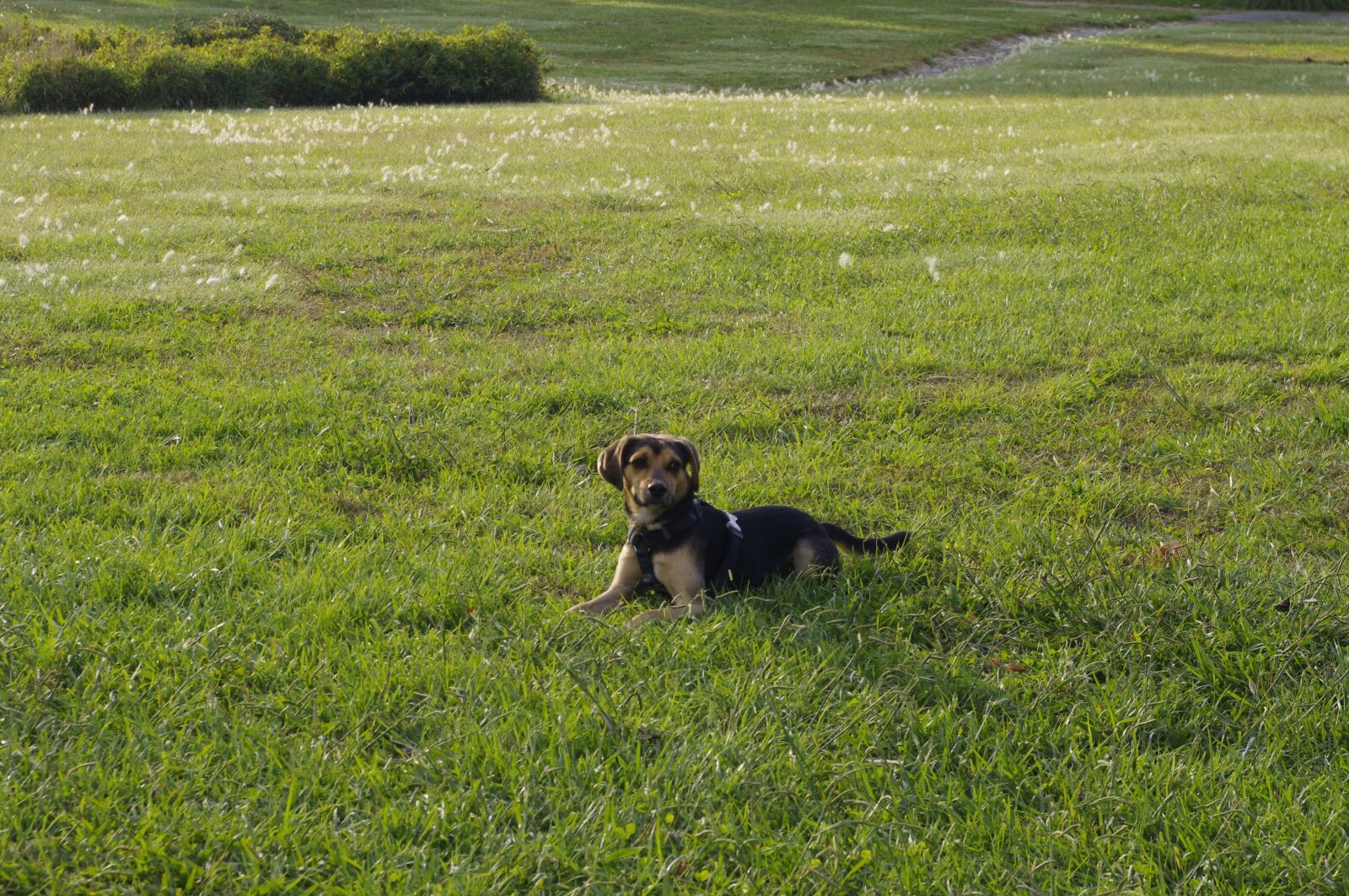 Pentax K-x sample photo. Dog, rest, animal photography