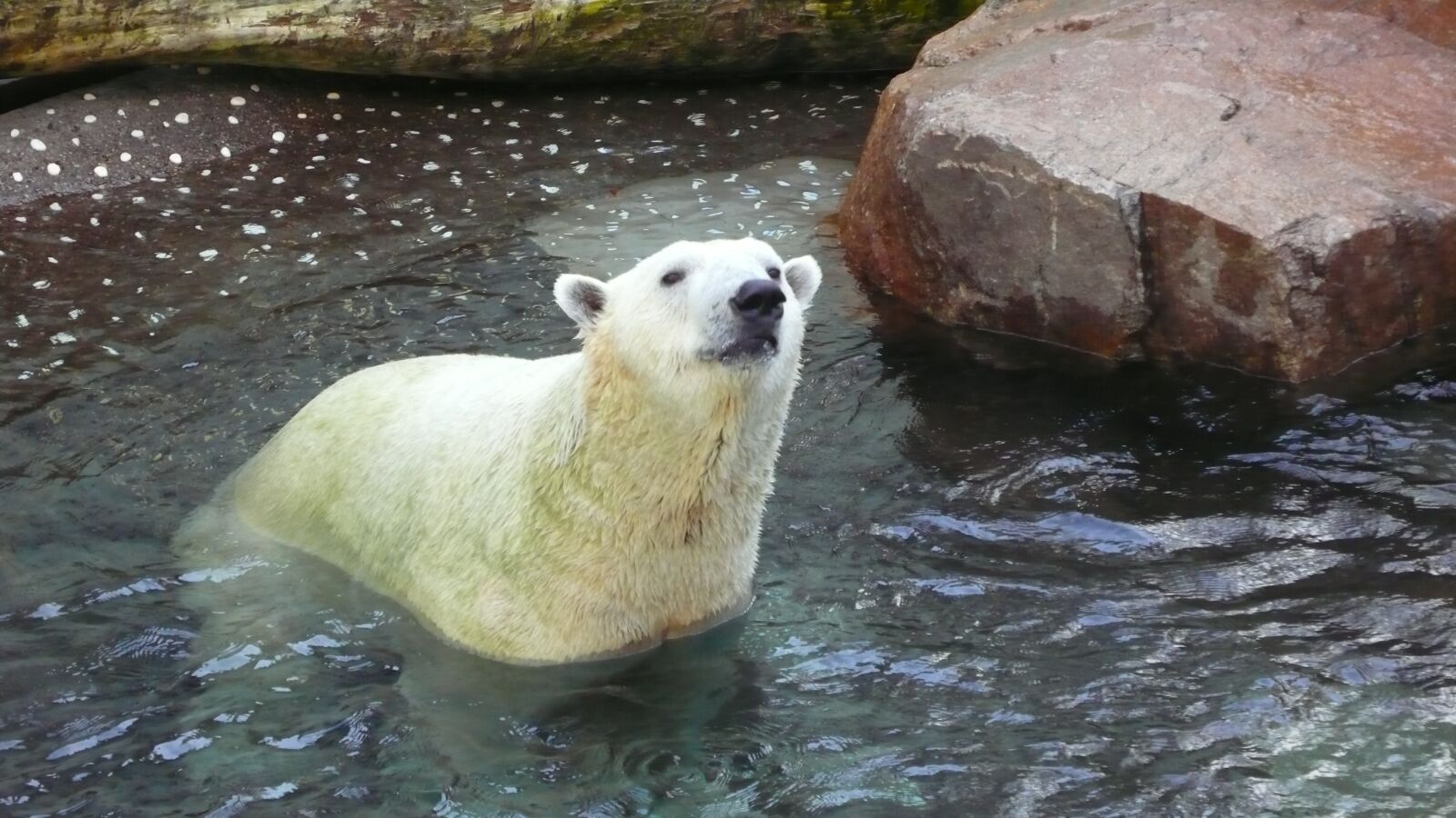 Panasonic DMC-LX2 sample photo. Polar bear, white bear photography