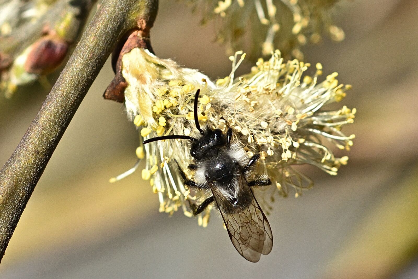 Nikon D5200 sample photo. Nature, sandy bee, willow photography