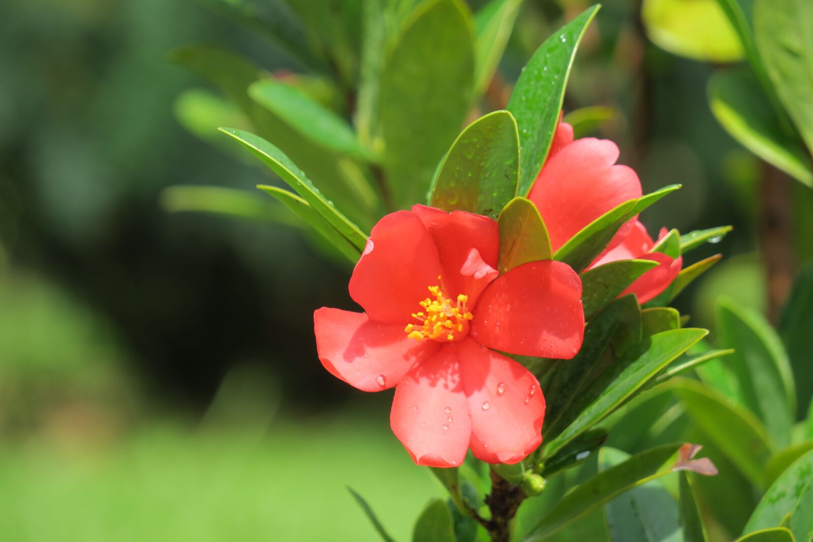 Canon PowerShot G3 X sample photo. Camellia, flower, pistil photography