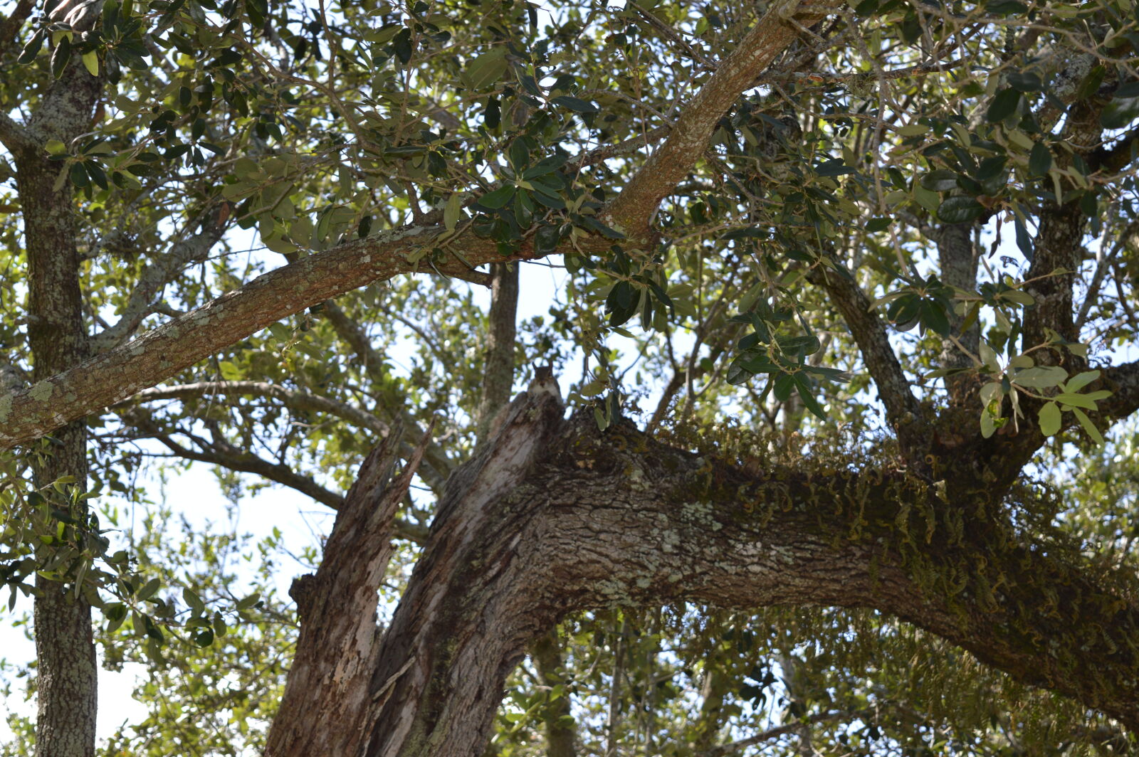 Nikon D3200 sample photo. Coral, gables, park, squirrel photography