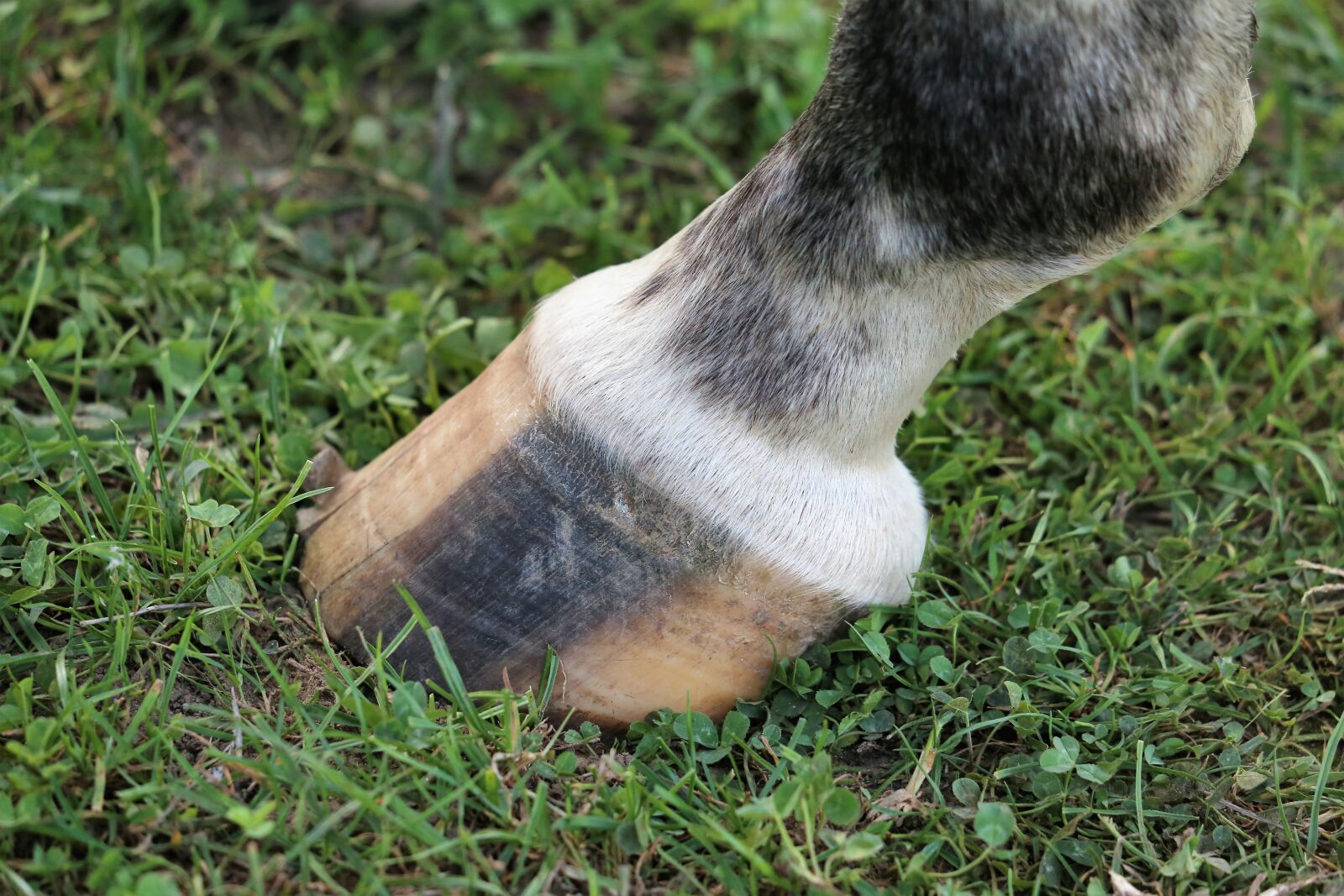 Canon EF 70-300 F4-5.6 IS II USM sample photo. Horse hoof, black and photography