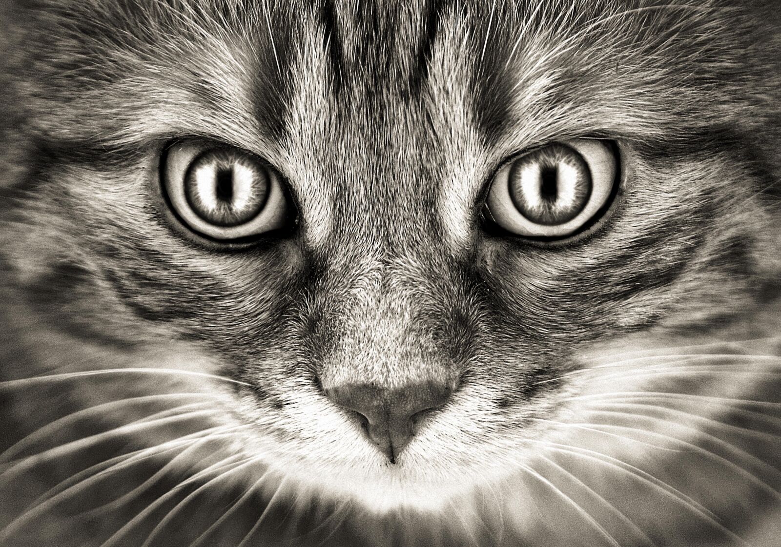 Nikon D3200 sample photo. Bad look, cat, mackerel photography