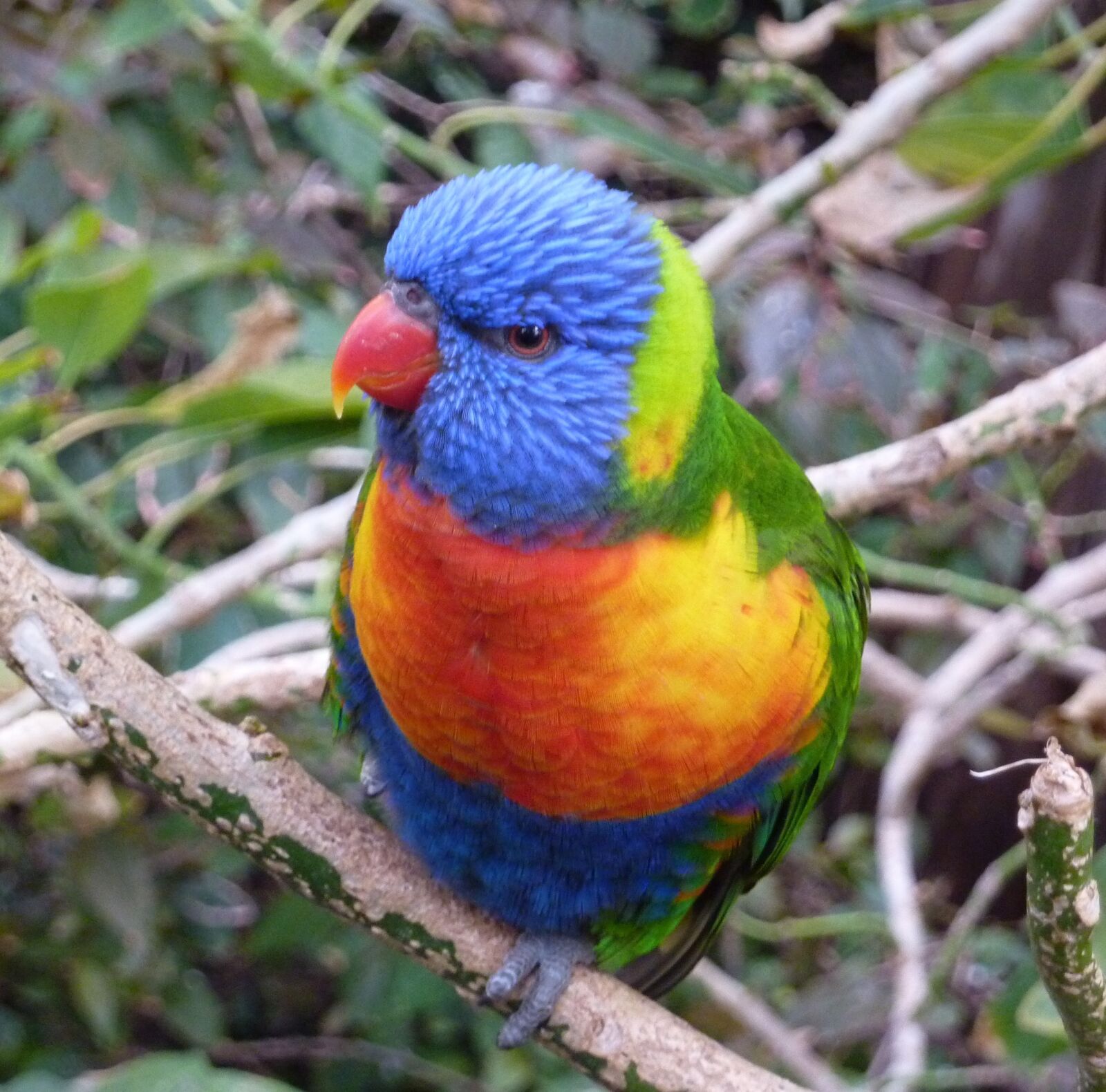 Panasonic DMC-TZ7 sample photo. Bird, colorful, parrot photography