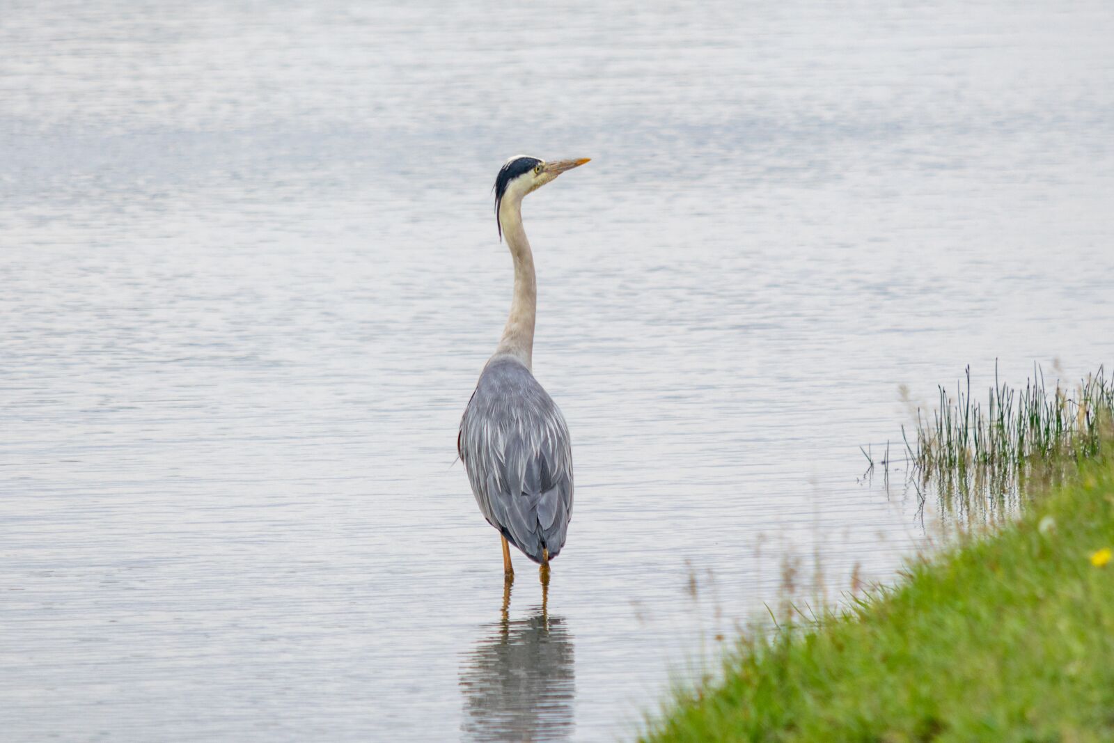 Nikon D3300 sample photo. Bird, fly, nature photography