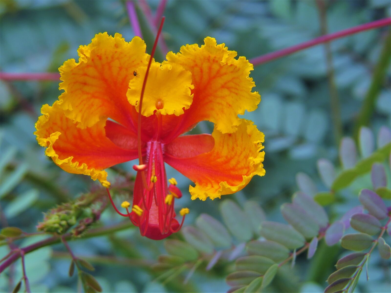 Желто оранжевый фото. Calynopsis Red Orange Yellow. Оранжевый цветок из Африки. Цветы красные оранжевые желтые. Цветок апельсина.