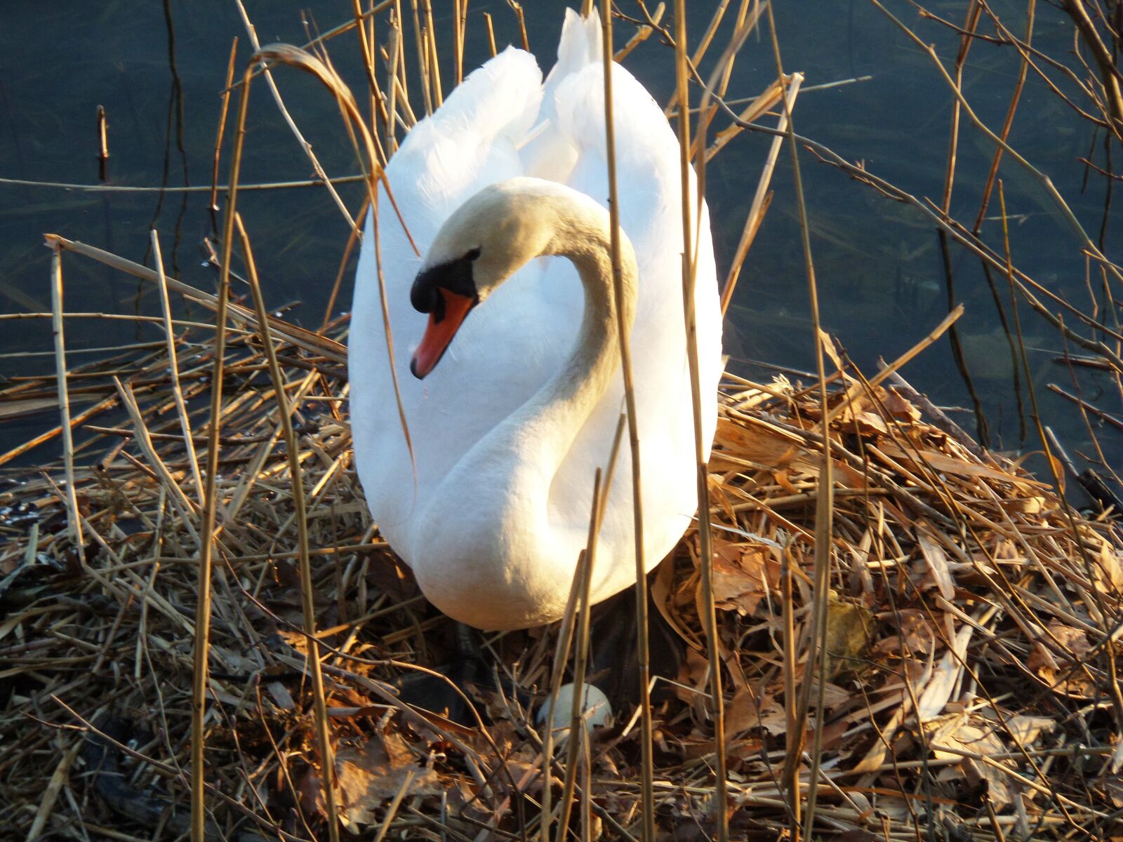 Samsung WB30F/WB31F/WB32F sample photo. White swan, lake, water photography