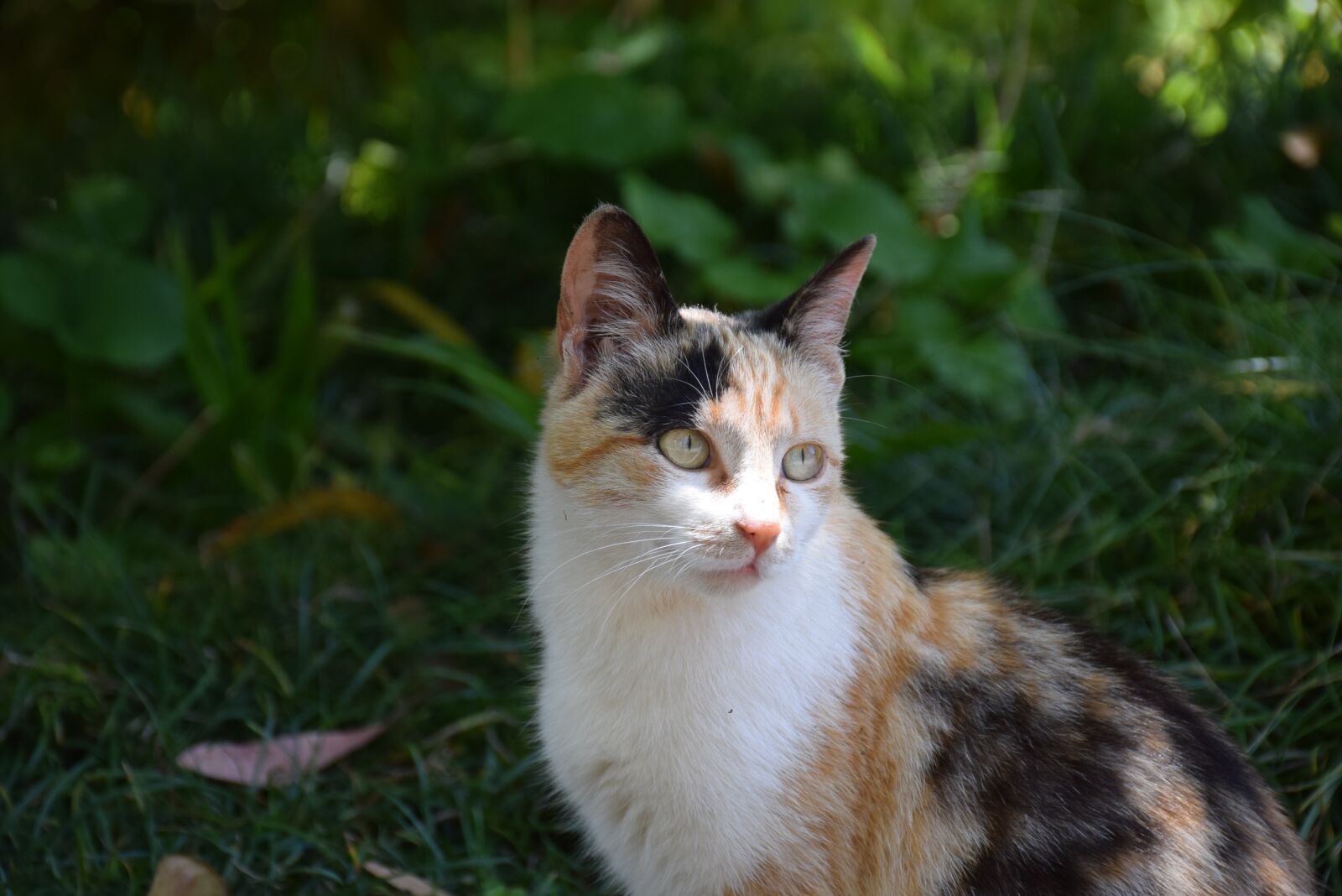 Nikon D5300 sample photo. Cat, animal, nature photography