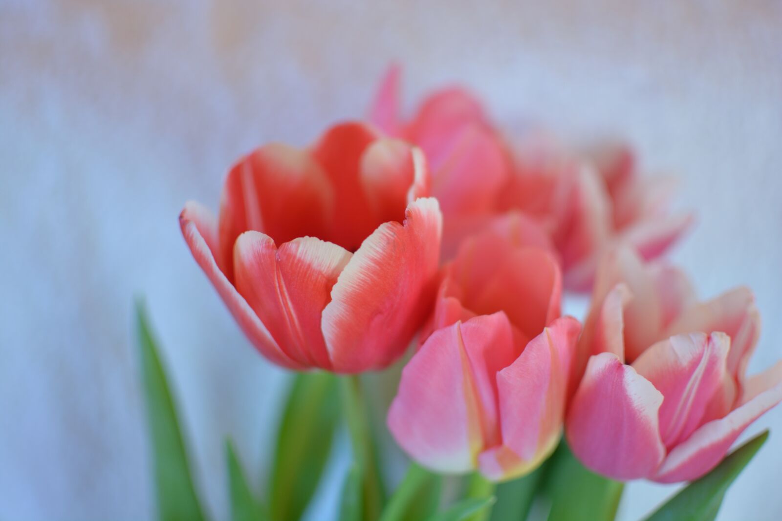 Nikon D5200 sample photo. Flowers, tulip, bright photography