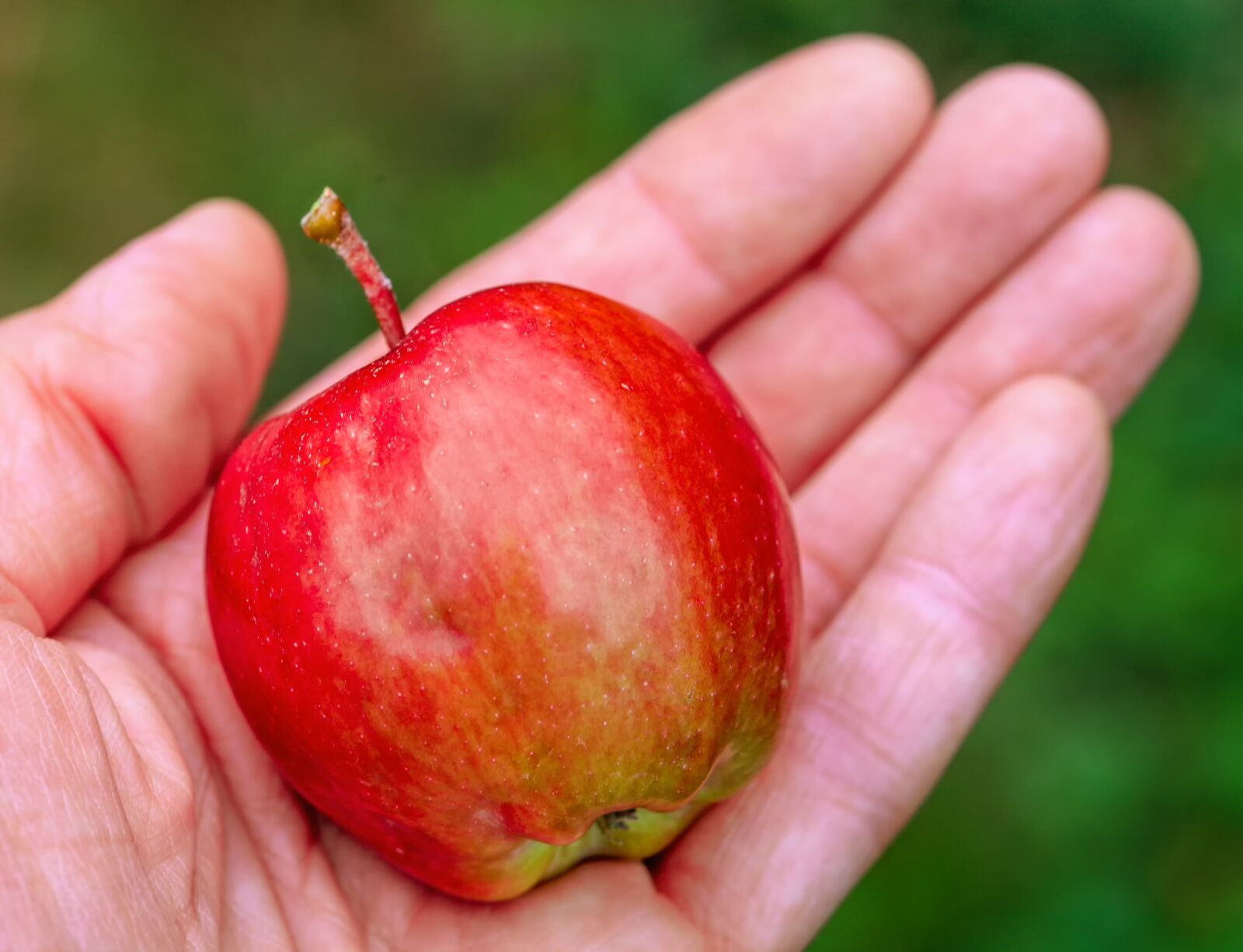 Canon EOS 5D sample photo. Apple, harvest, give photography