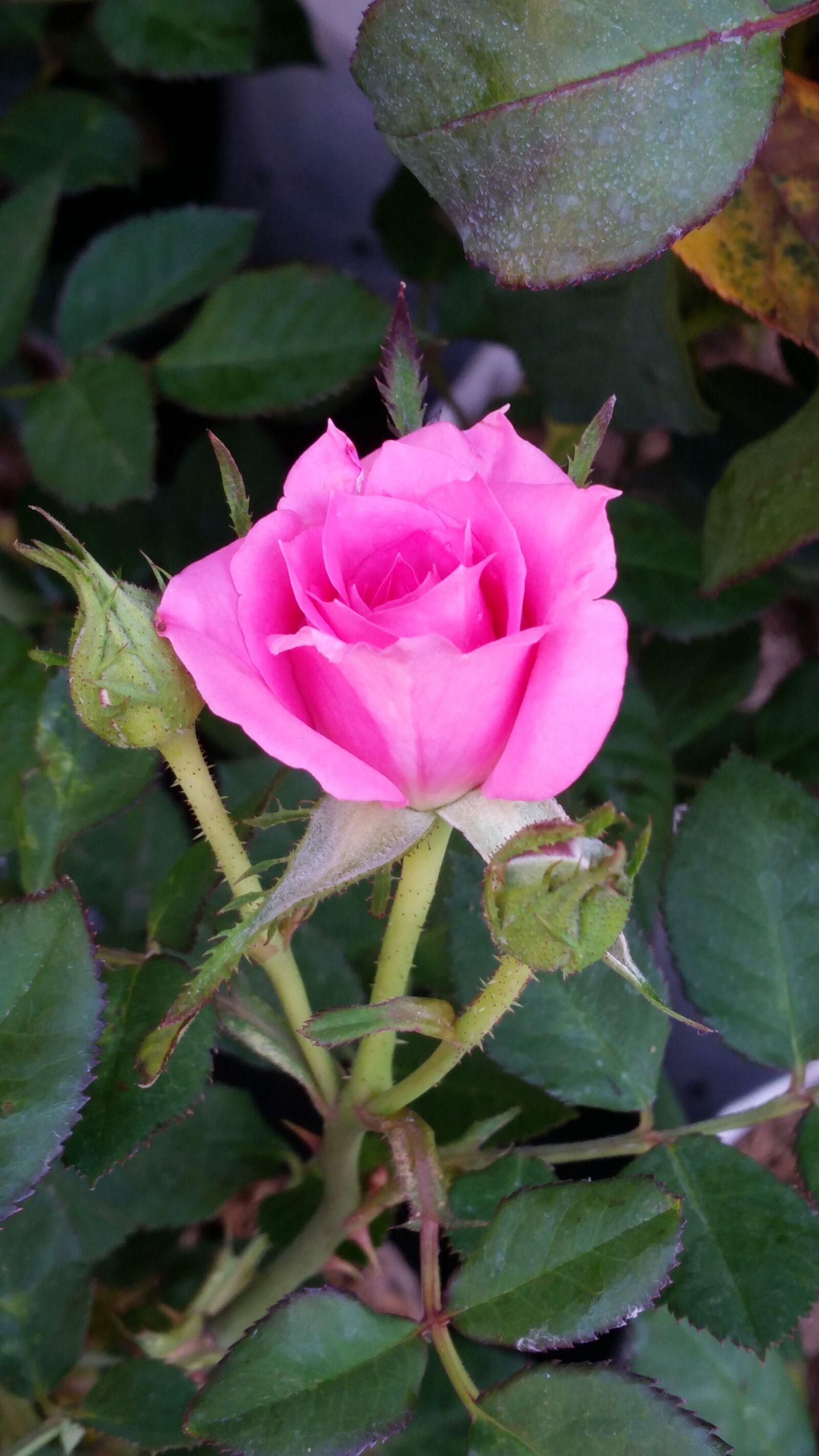 Samsung Galaxy S5 sample photo. Flower, rose, flowers photography