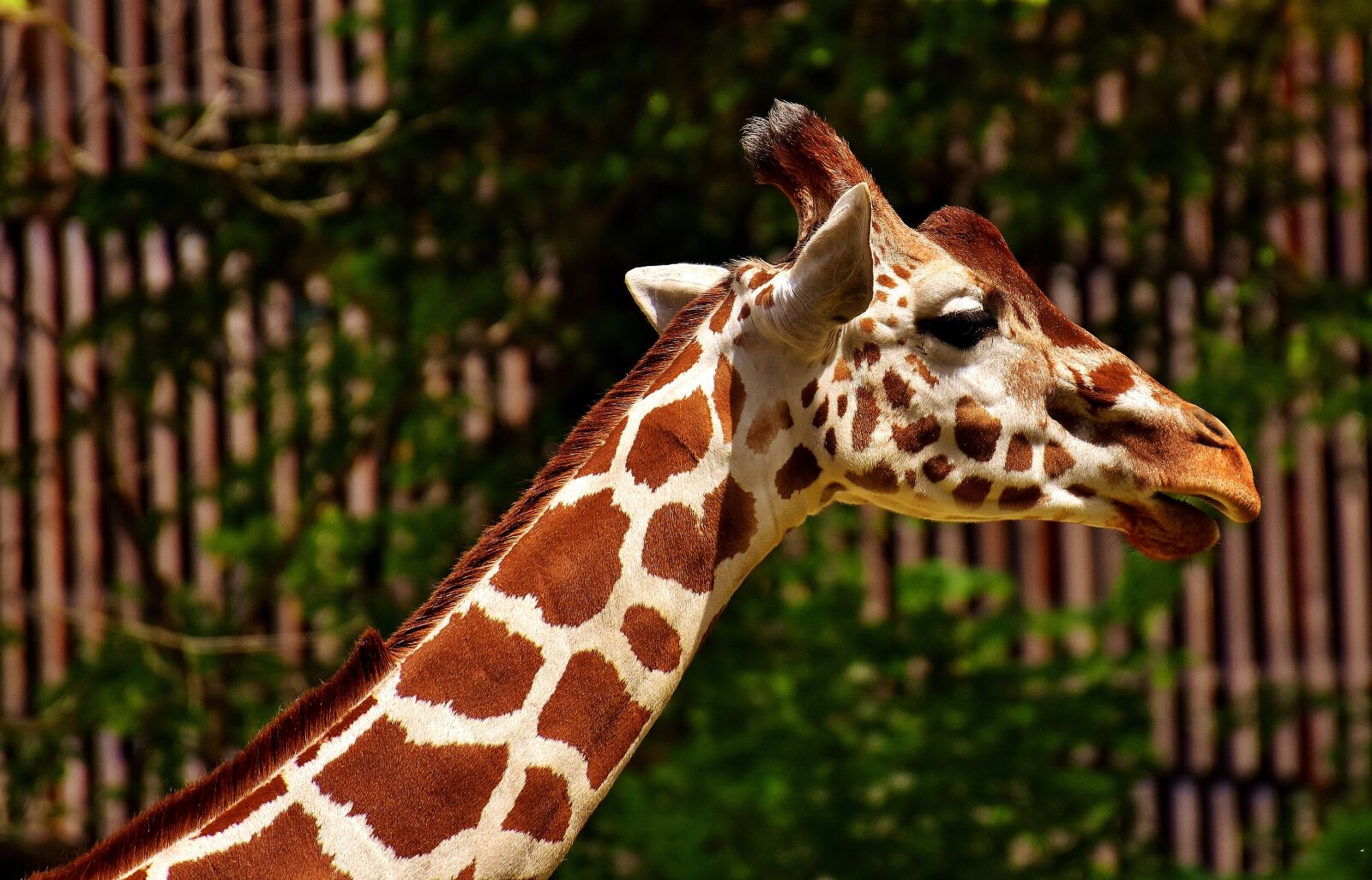 Nikon D7200 sample photo. Giraffe, wild animal, stains photography