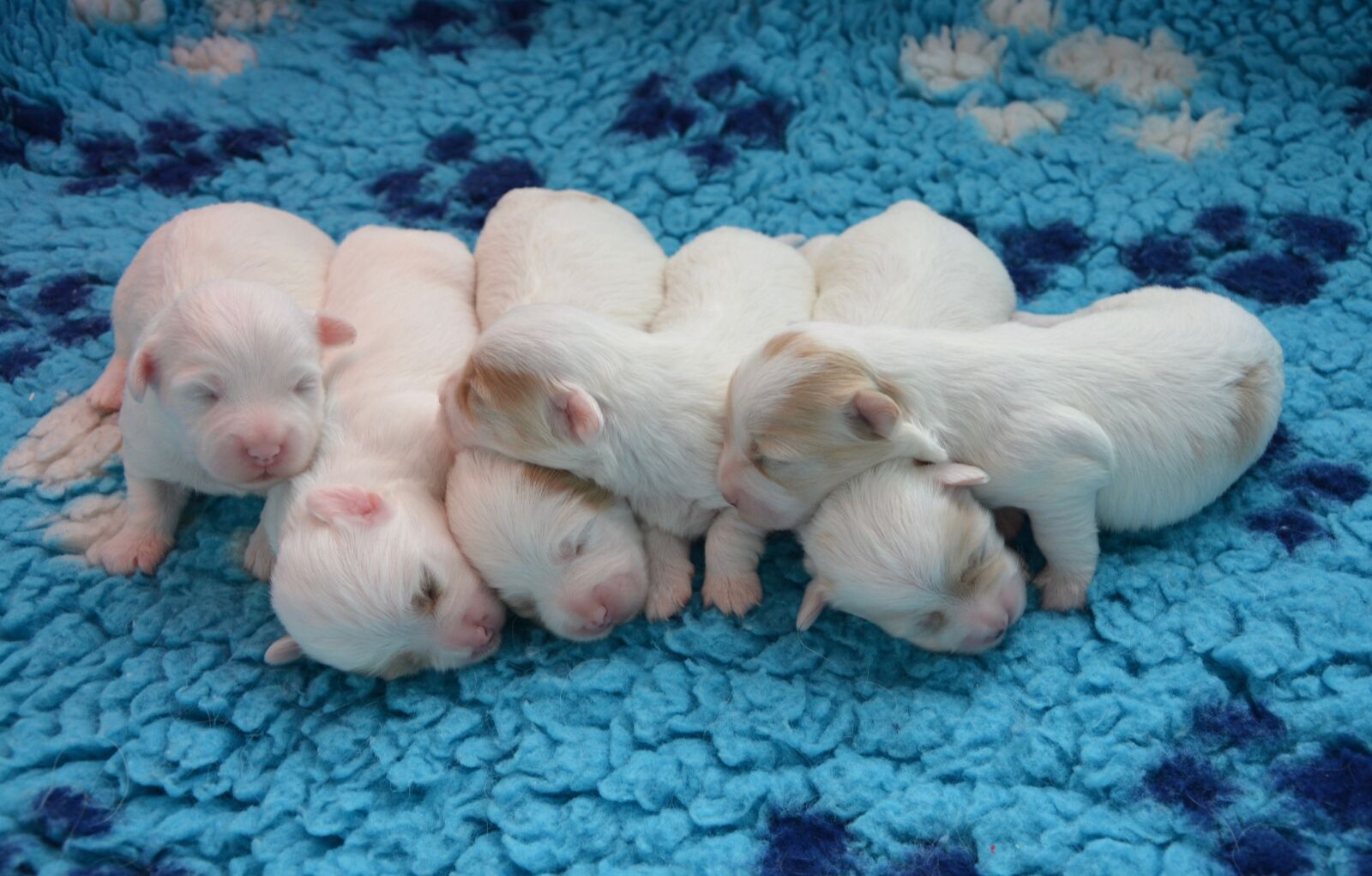 Nikon D5200 sample photo. Puppy, range puppies, dogs photography