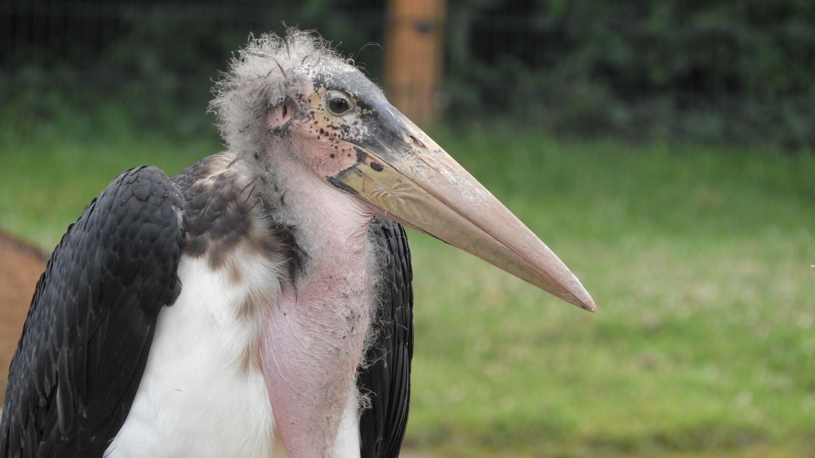 Nikon Coolpix P610 sample photo. Marabou, stork marabou, scavengers photography