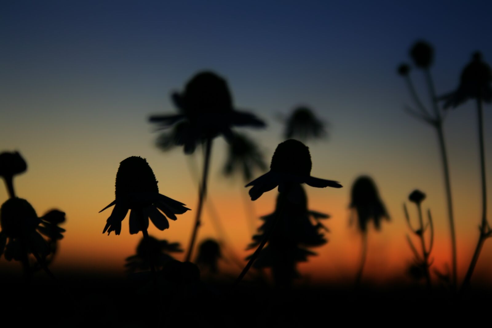 Canon EOS 400D (EOS Digital Rebel XTi / EOS Kiss Digital X) sample photo. Chamomile, sunset, nature photography