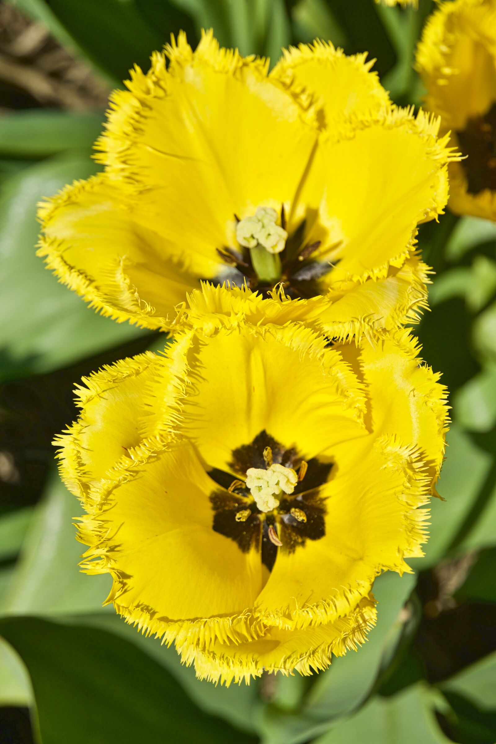 Sony a6500 sample photo. Tulip, yellow, netherlands photography