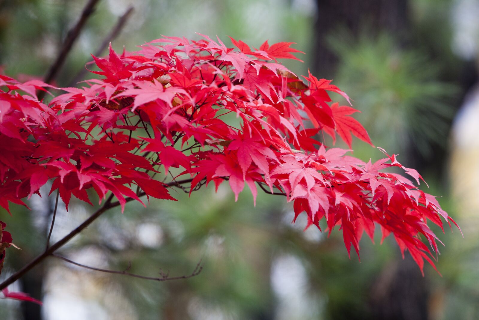 Canon EOS 5D sample photo. Autumn leaves, autumn, red photography