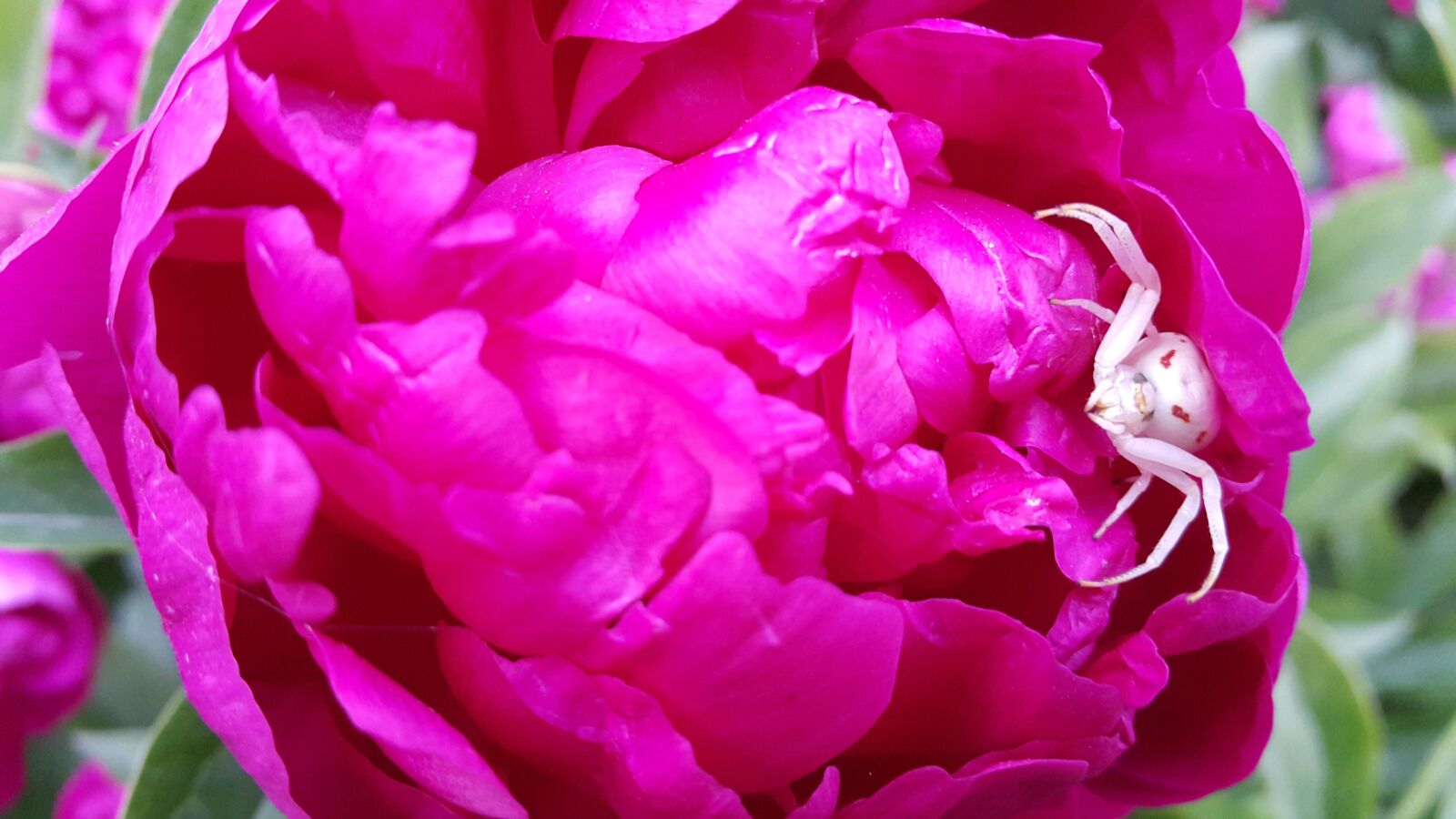 Samsung Galaxy Note4 sample photo. Flowers, peony, spring photography