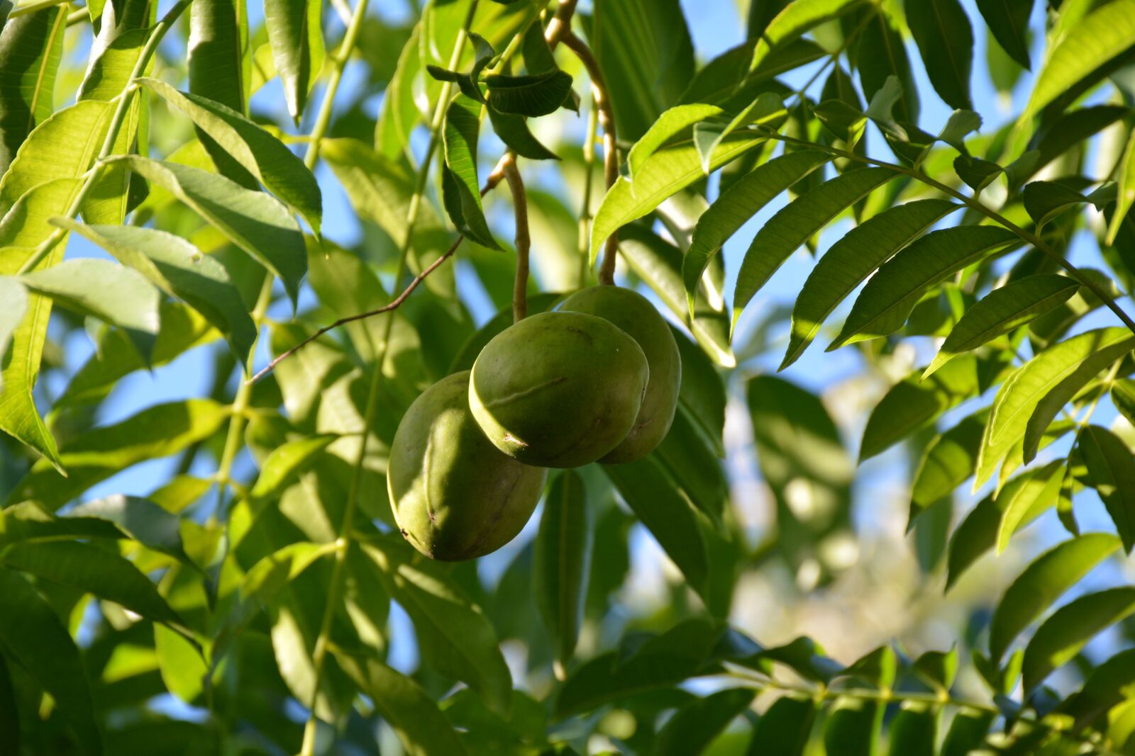 Nikon D7100 sample photo. Leaf, nature, flora photography