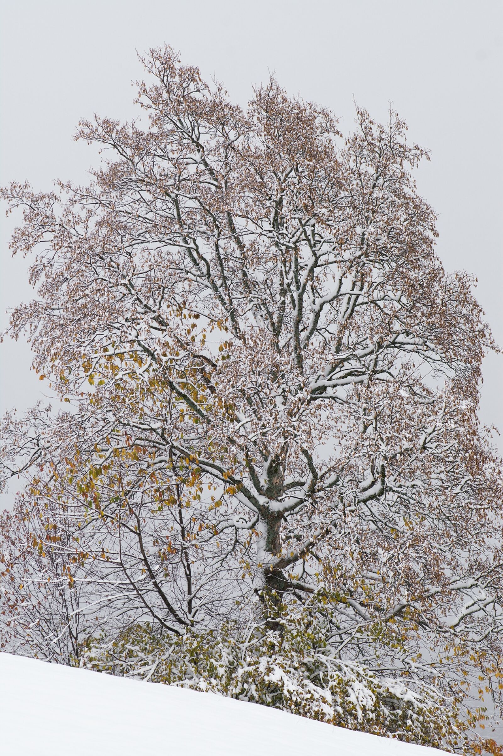Nikon D7100 sample photo. Winter, tree, deciduous tree photography