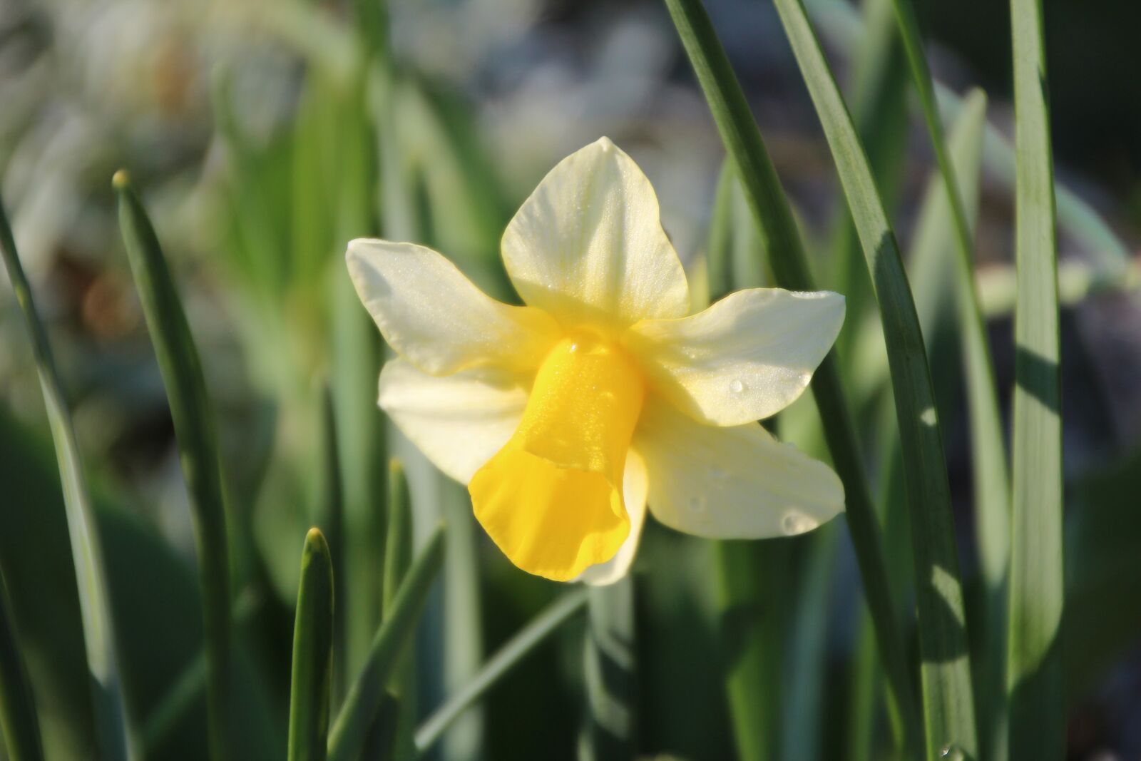 Canon EOS 600D (Rebel EOS T3i / EOS Kiss X5) sample photo. Narcissus, flowering, spring photography
