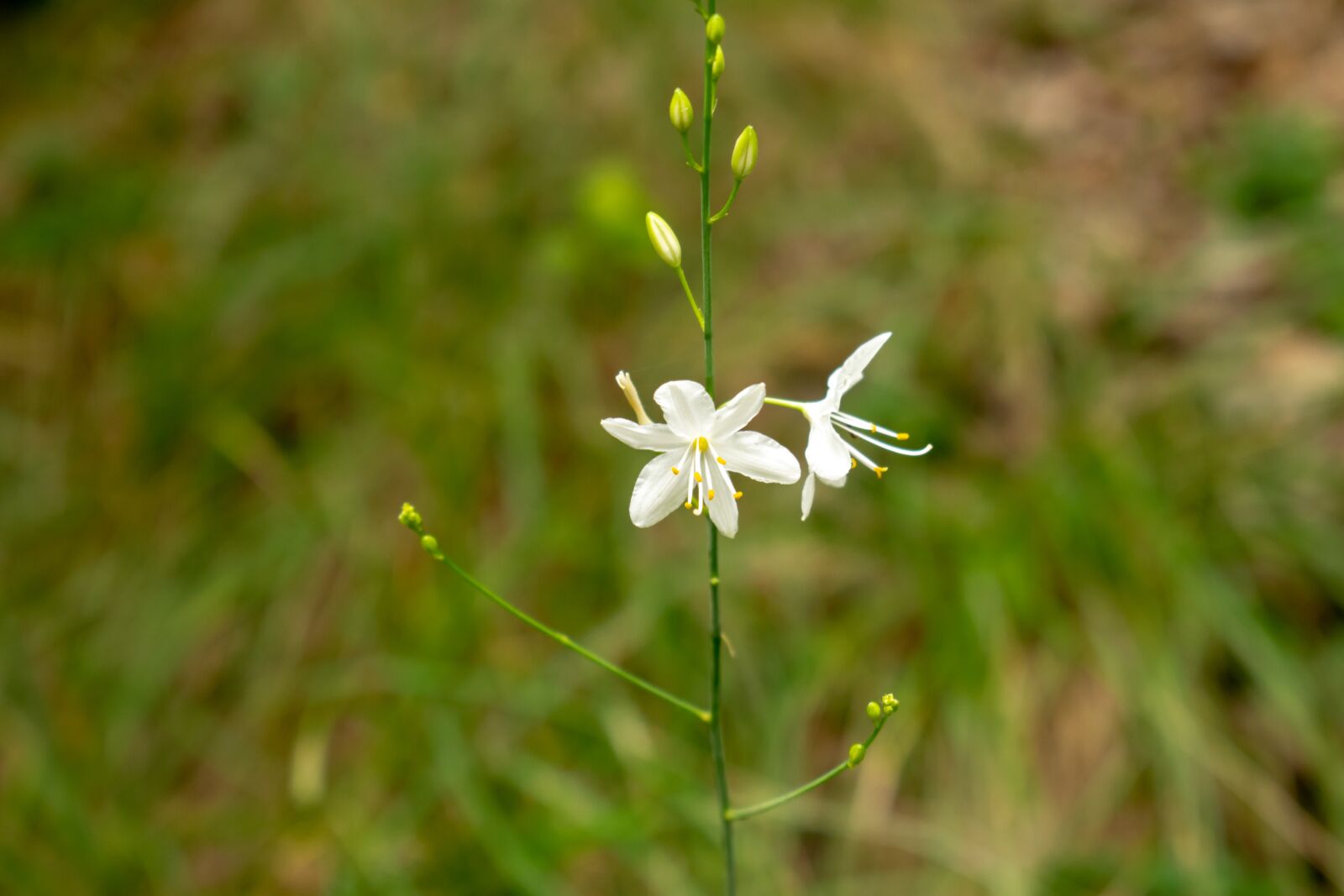 Nikon D3300 sample photo. Nature, green, flower photography