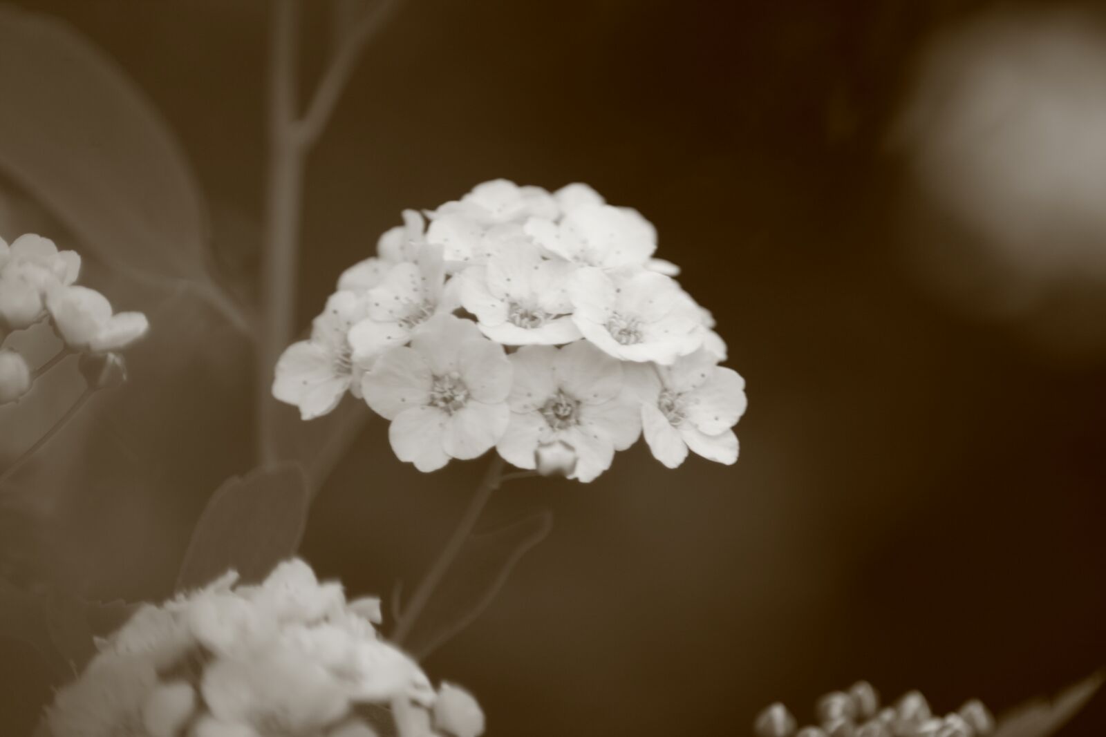 Canon EOS 400D (EOS Digital Rebel XTi / EOS Kiss Digital X) sample photo. Flower, black and white photography