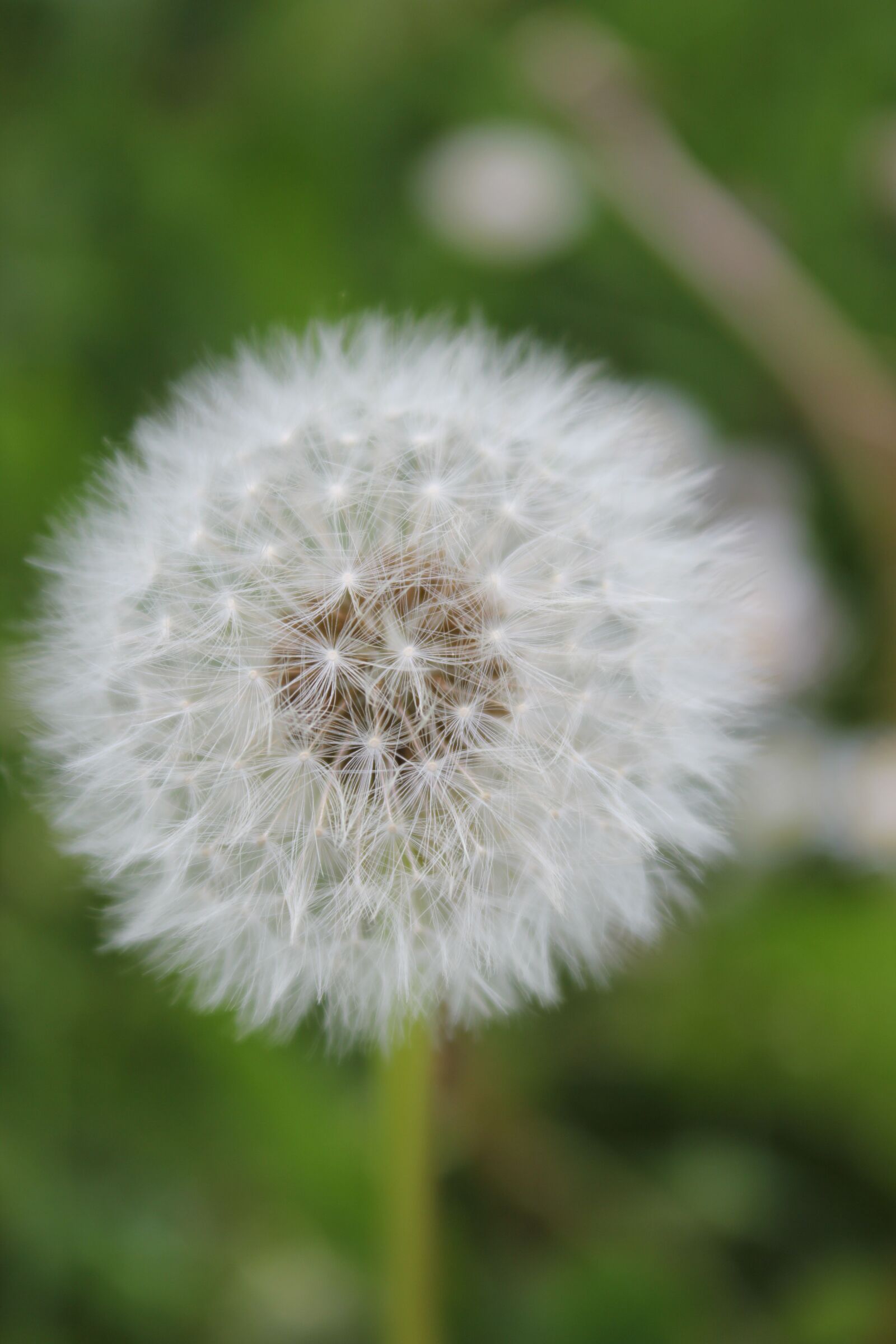 Canon EOS 550D (EOS Rebel T2i / EOS Kiss X4) sample photo. Dandelion, blossom, bloom photography