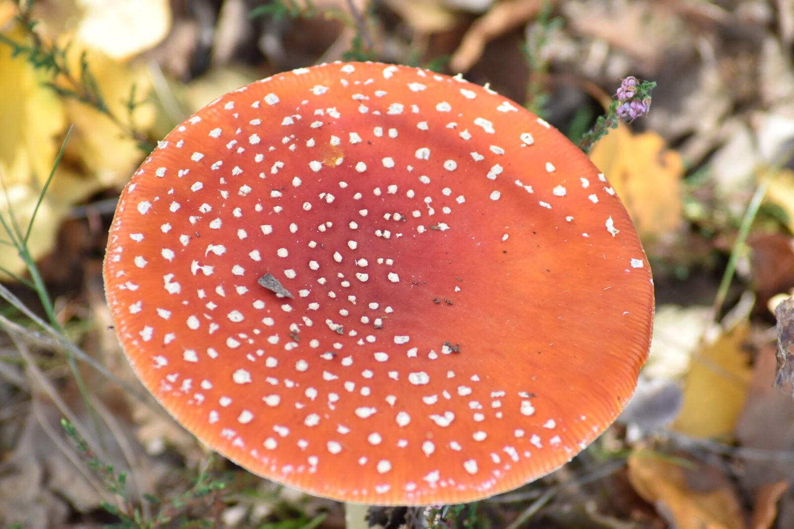 Nikon D3500 sample photo. Vliegezwam, mushroom, autumn photography