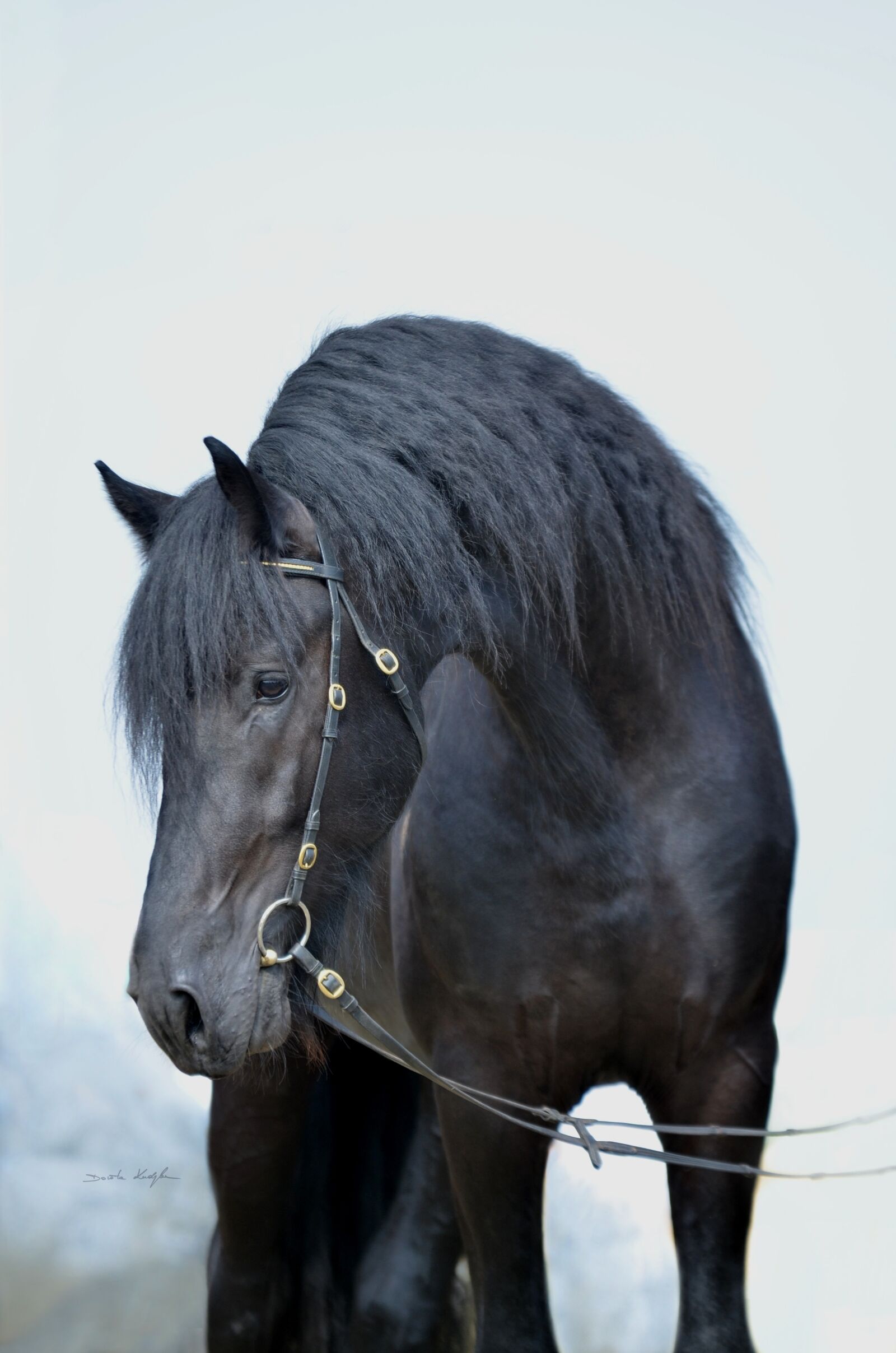 Nikon D5100 sample photo. Horse, horses, black horse photography