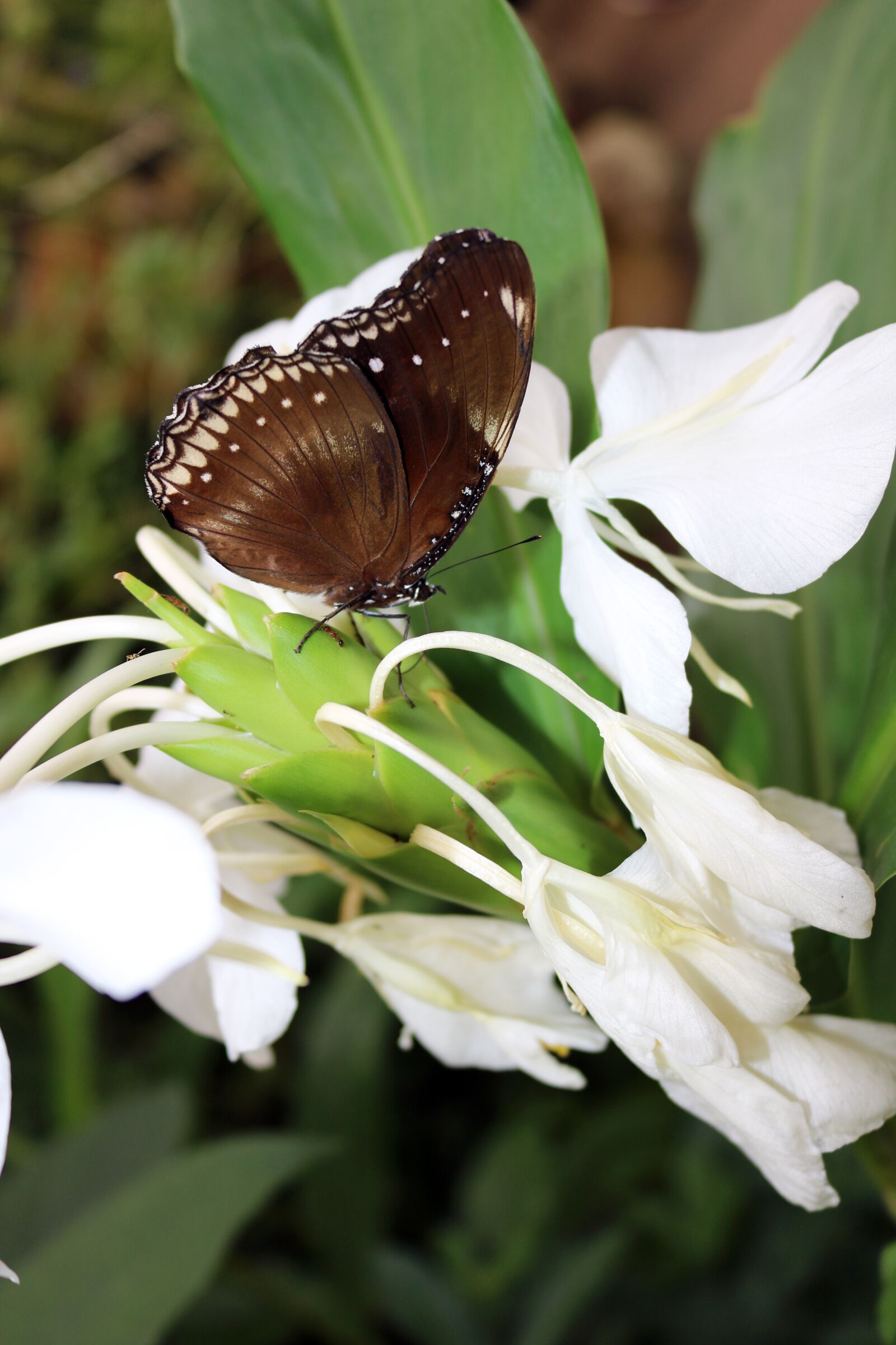 Canon EOS 750D (EOS Rebel T6i / EOS Kiss X8i) sample photo. Butterfly, bug, insect photography