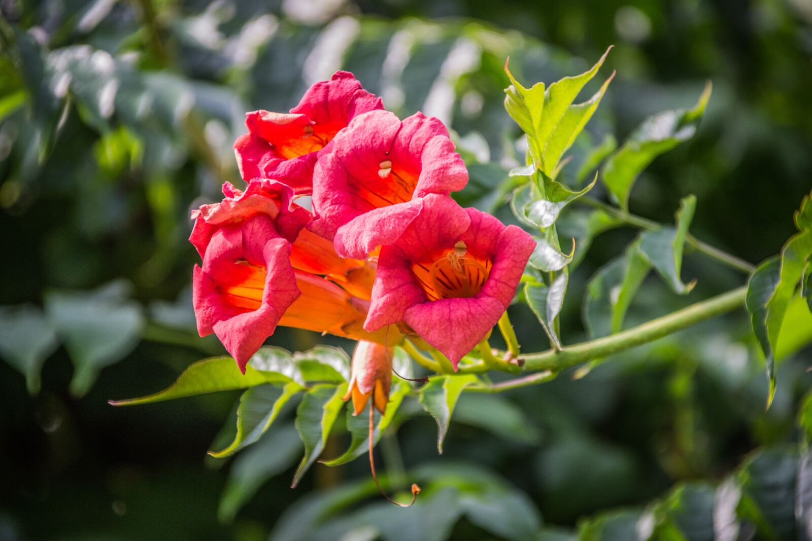 Nikon D3100 sample photo. Flowers, nature photography